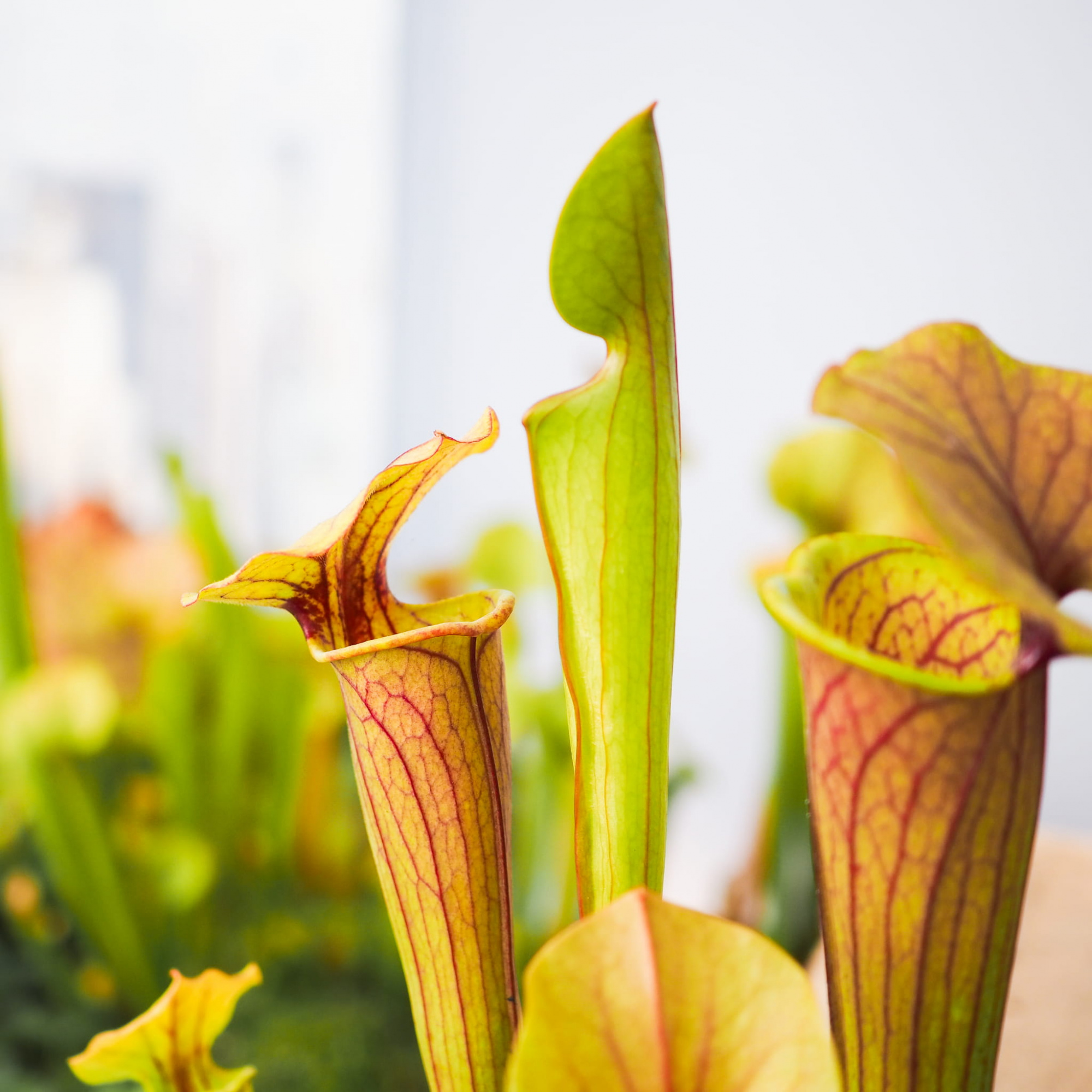 Саррацения Тиго (Sarracenia Tygo) D9см