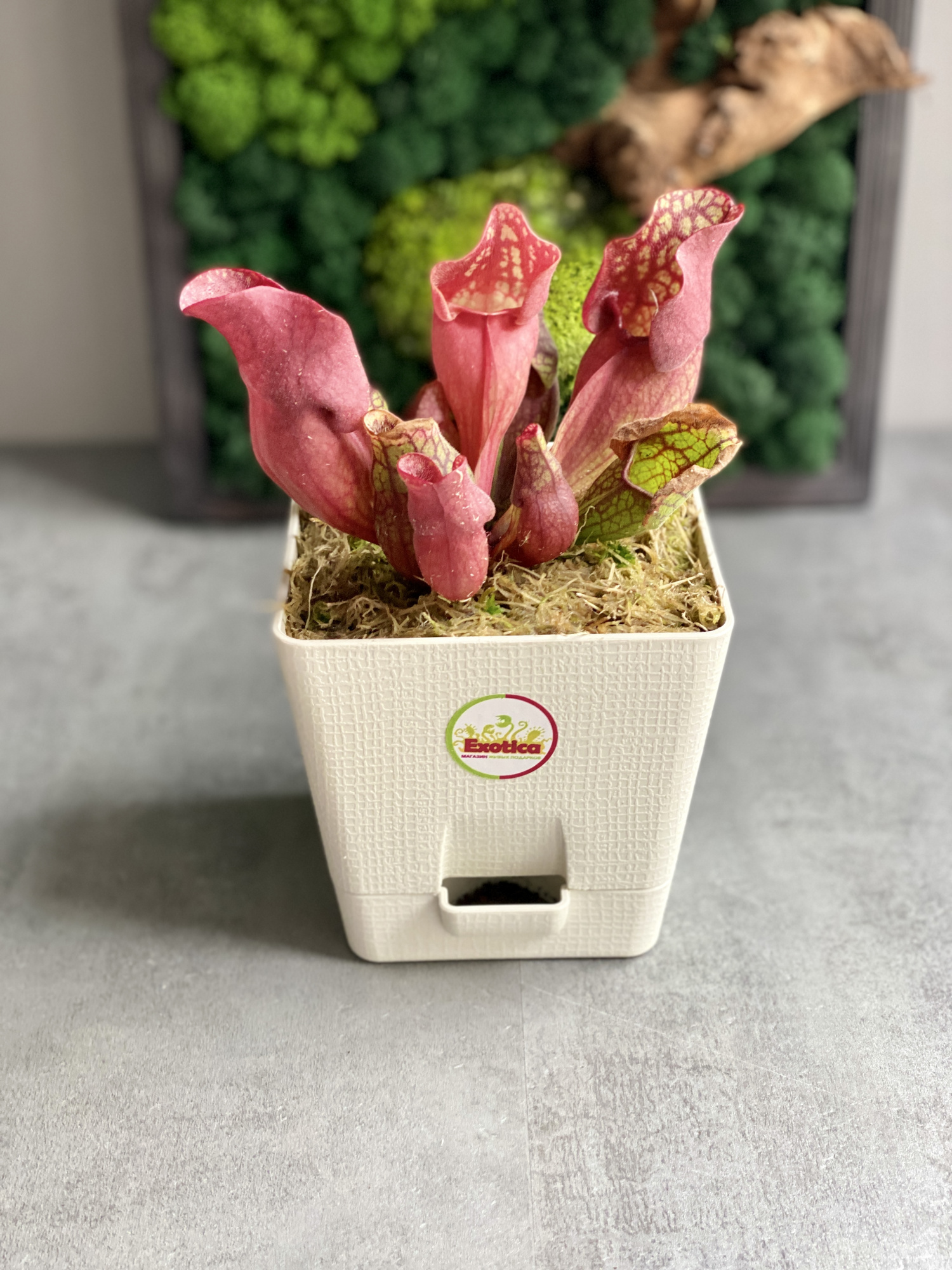 Саррацения Веноза Красная (Sarracenia Venosa Red) пересаженная D12см