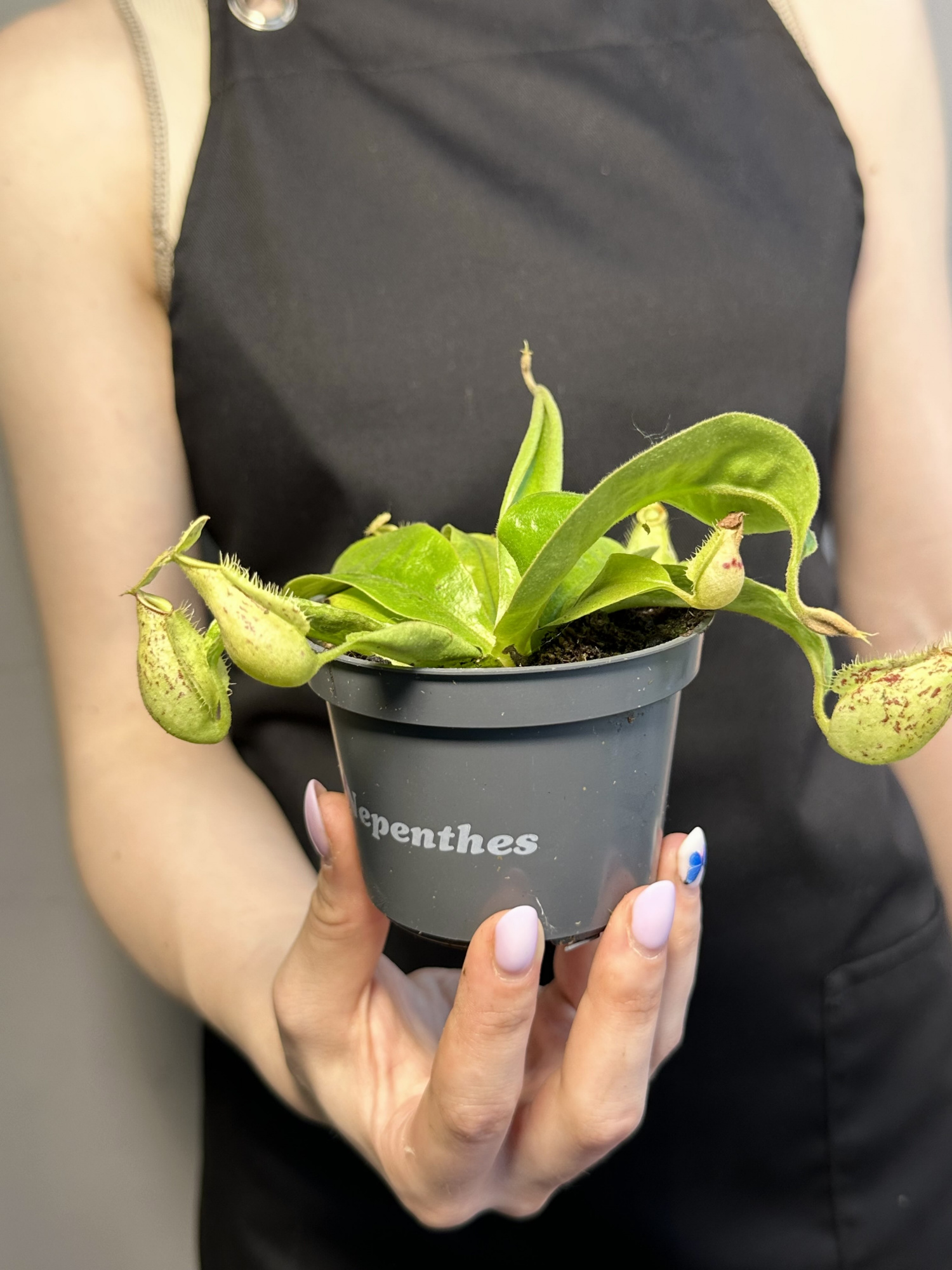 Непентес Марбл Хукериана (Nepenthes Hookeriana Marble) D9см