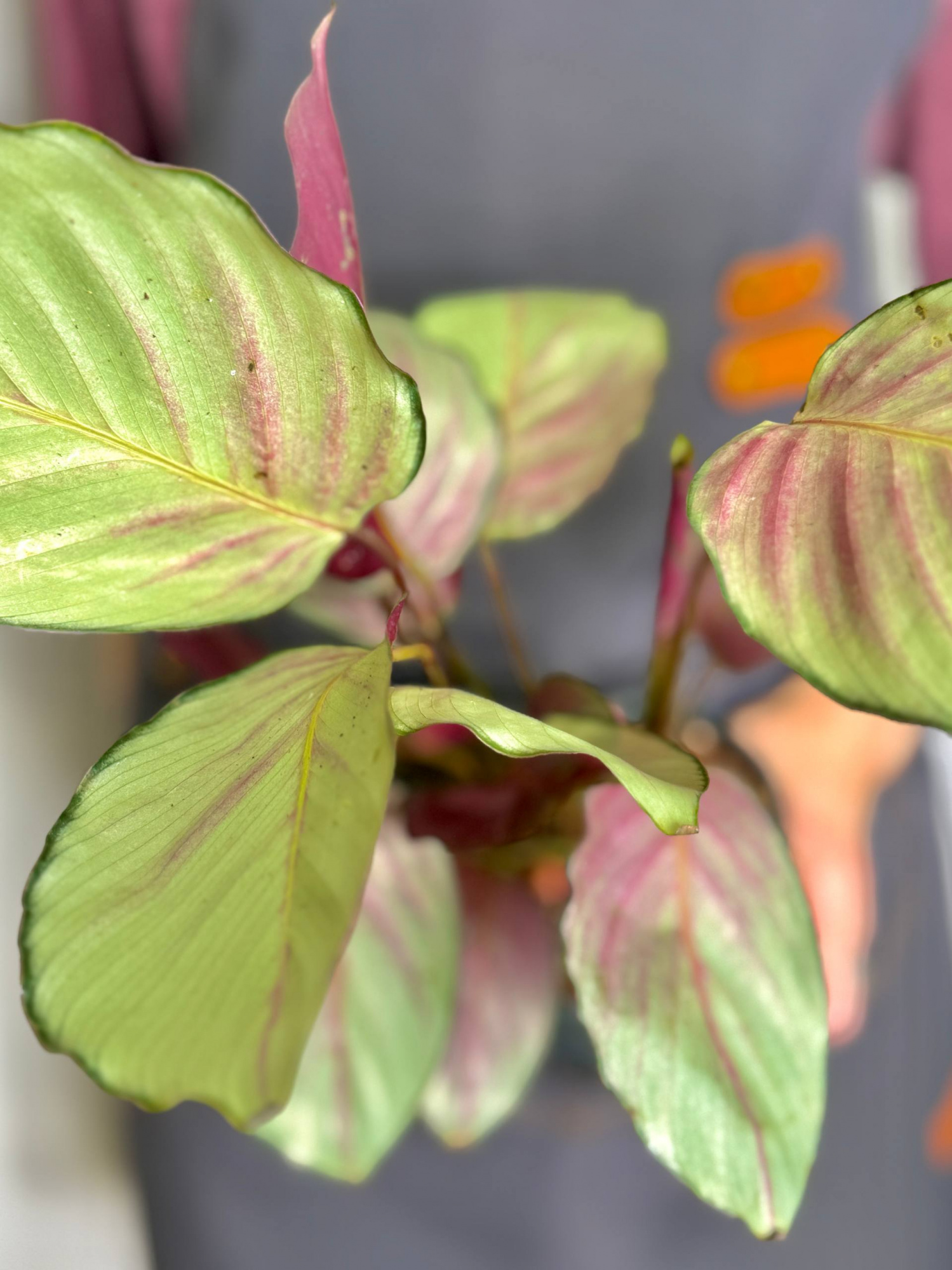 Калатея Сильвер Плейт (Calathea Silver Plate) D12см