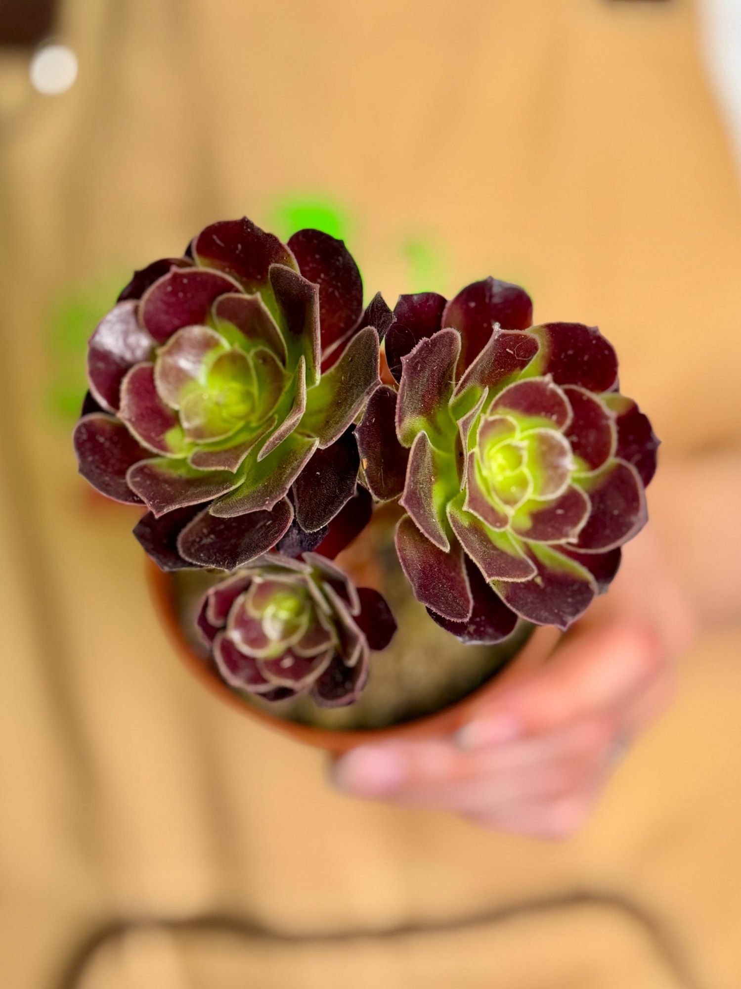Эониум Велюр (Aeonium Velour) D8,5см