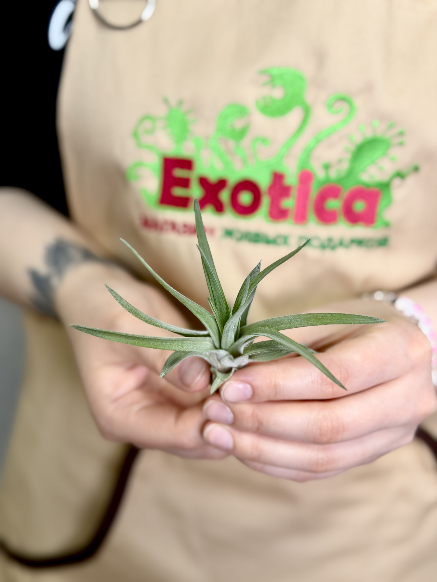 Тилландсия Велютина Мини (Tillandsia Velutina Mini)