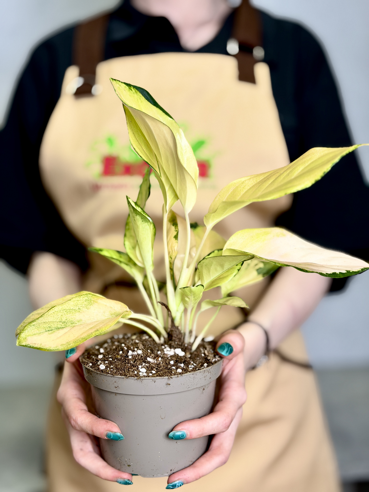 Аглаонема Голден (Aglaonema Golden) D12см