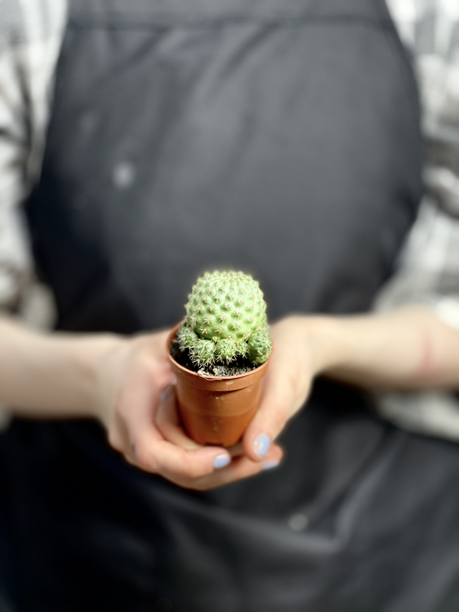 Ребуция Нитида (Rebutia Nitida) D5см