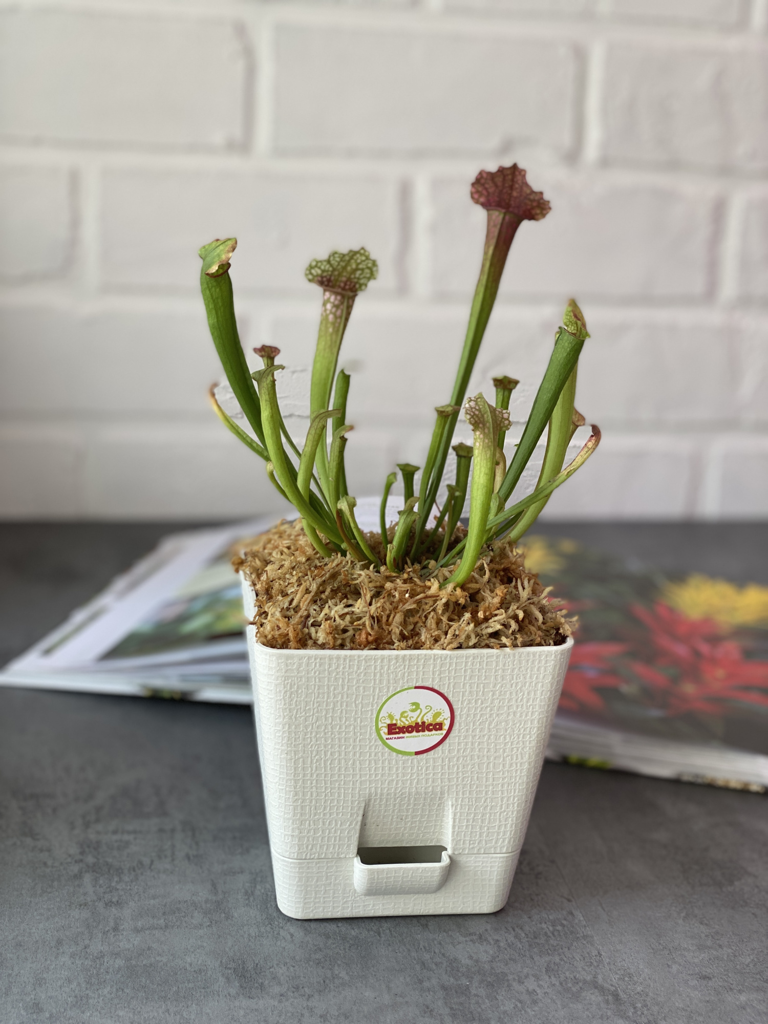 Саррацения Сопера (Sarracenia Juthatip Soper) пересаженная D12см