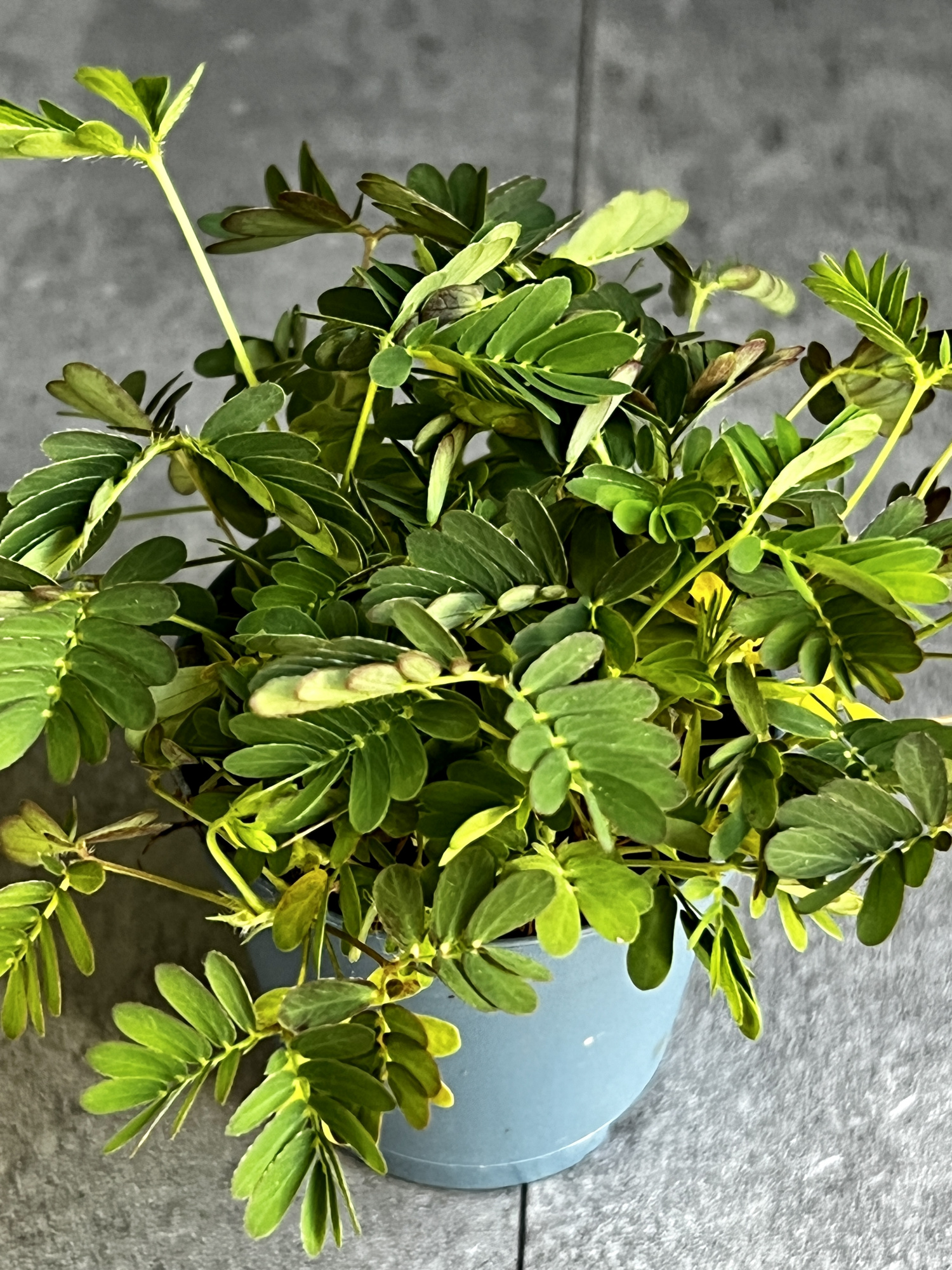 Стыдливая мимоза (Mimosa Pudica) D6см