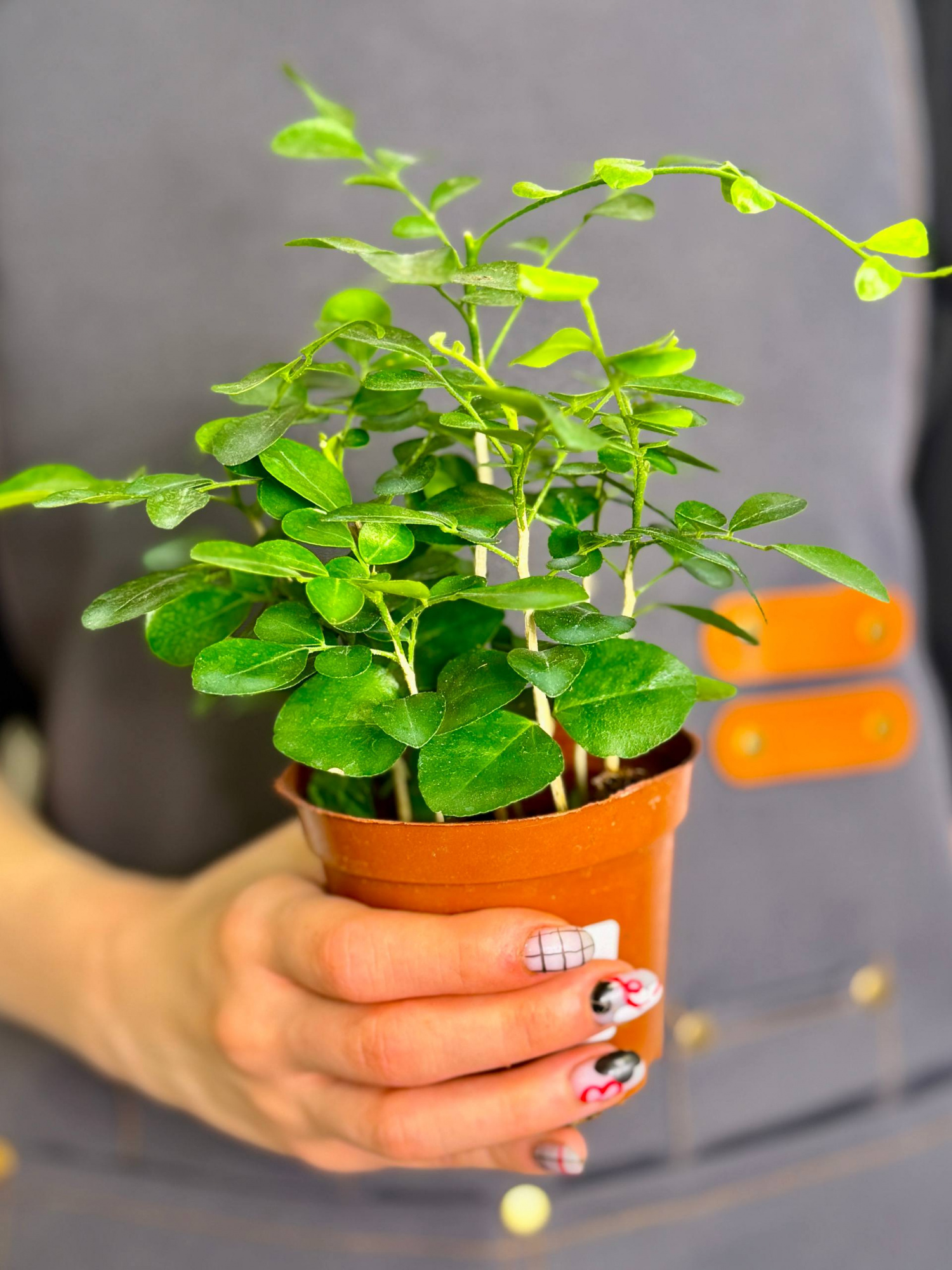 Мурайя (Муррайя) Метельчатая (Murraya Paniculata) D9см
