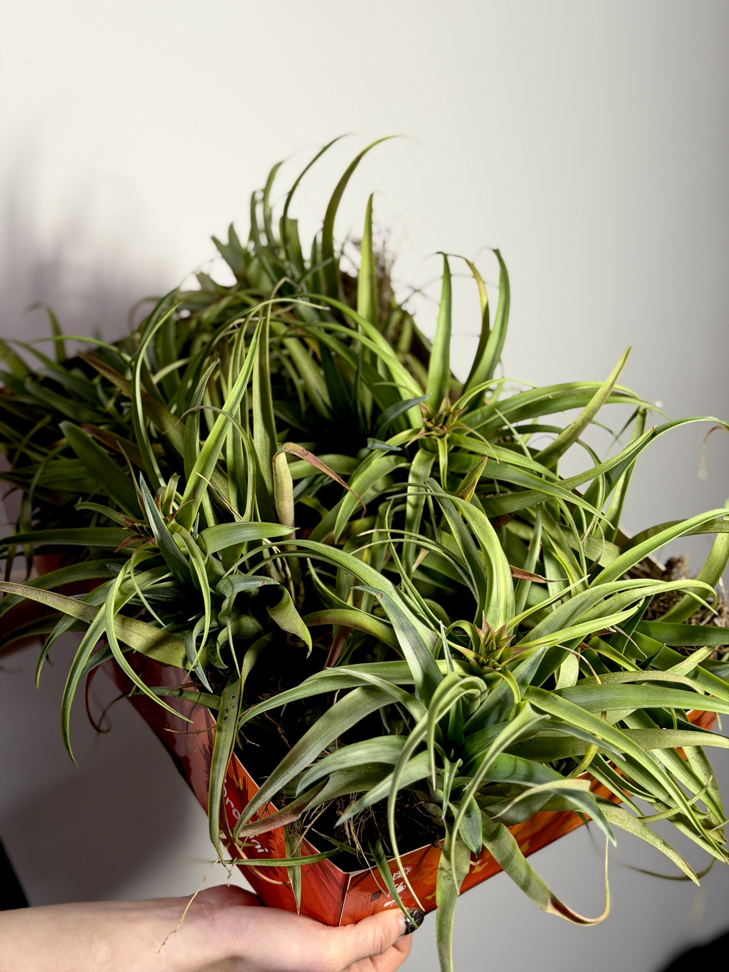 Тилландсия Рубра Капитата XL (Tillandsia Rubra Capitata XL)