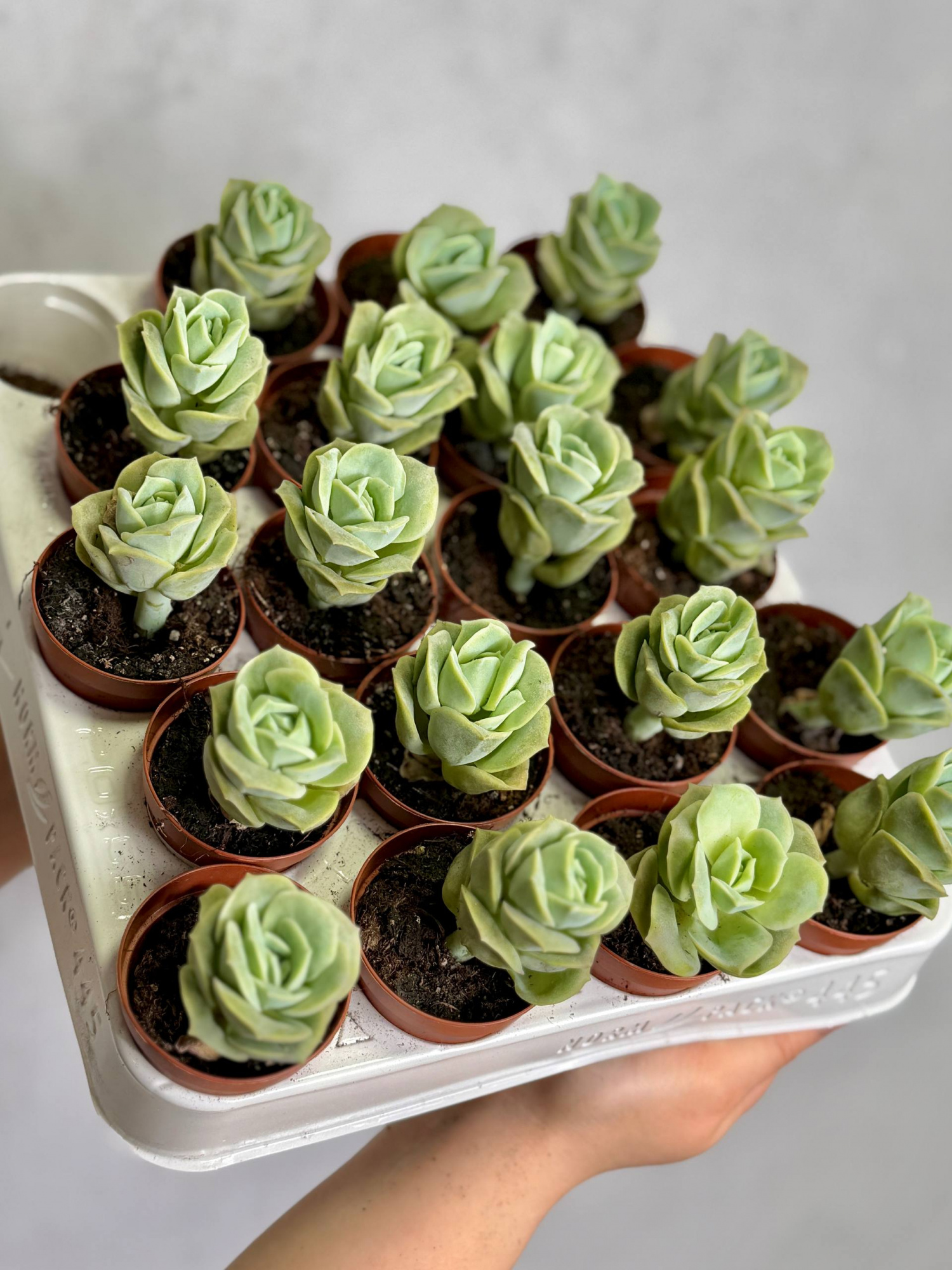 Граптоверия Лавли Роуз (Graptoveria Lovely Rose) D5см