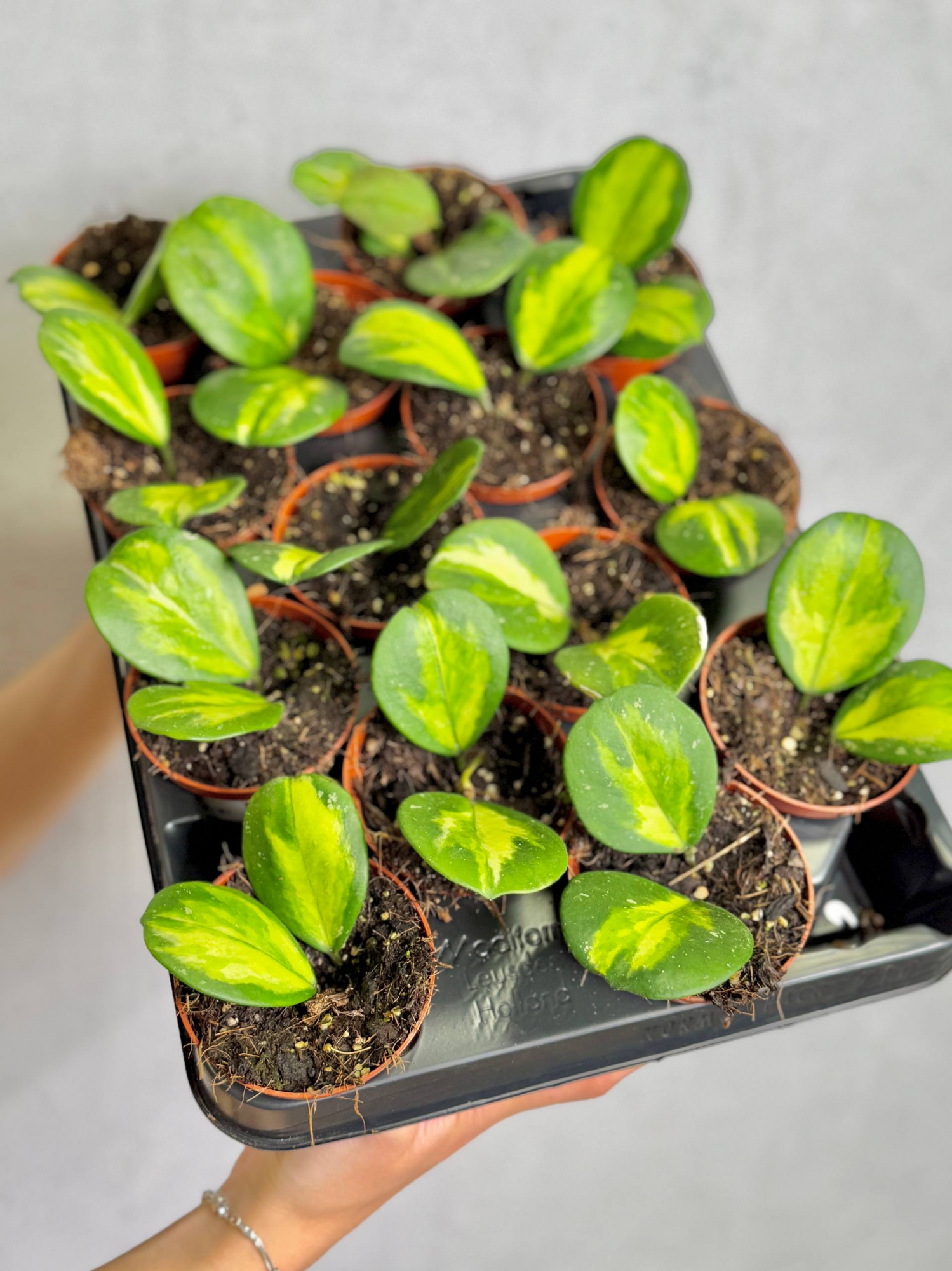Хойя Диверсифолия Махарани Вариегата (Hoya Diversifolia Maharani) D8см
