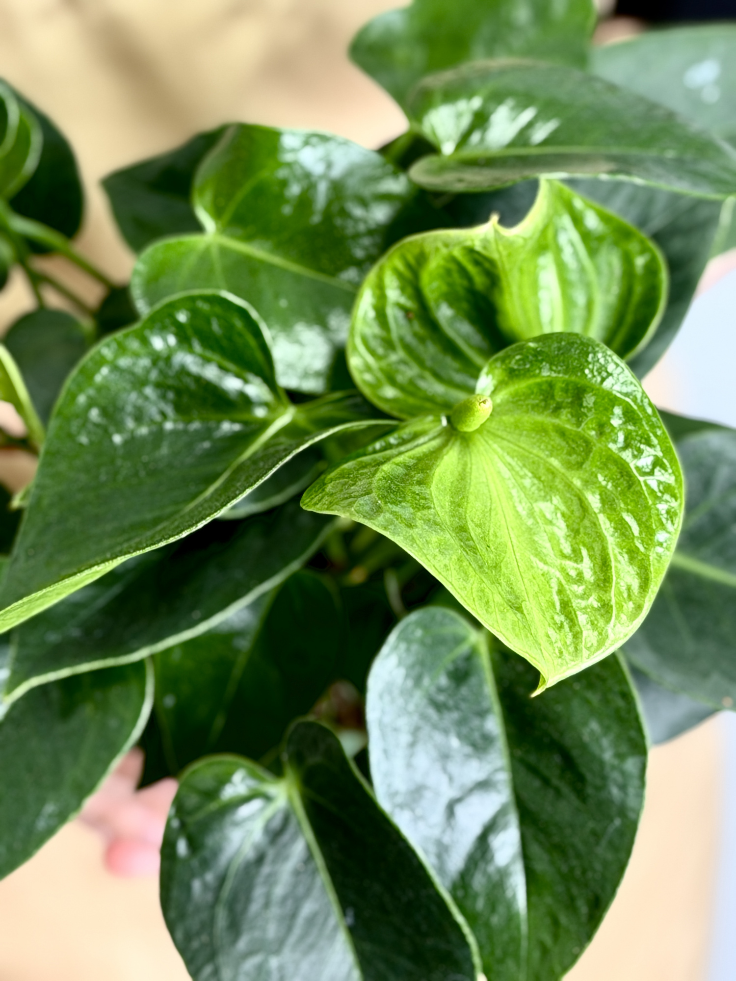 Антуриум Зелёный (Anthurium Andreanum Green) D9см