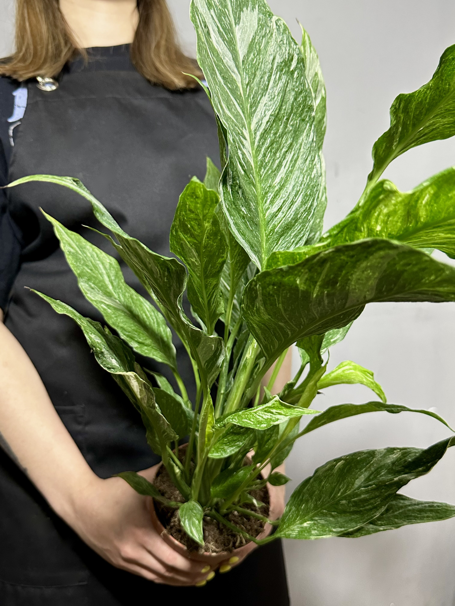 Спатифиллум Вариегатный Даймонд (Spathiphyllum Diamond Variegated) D12см