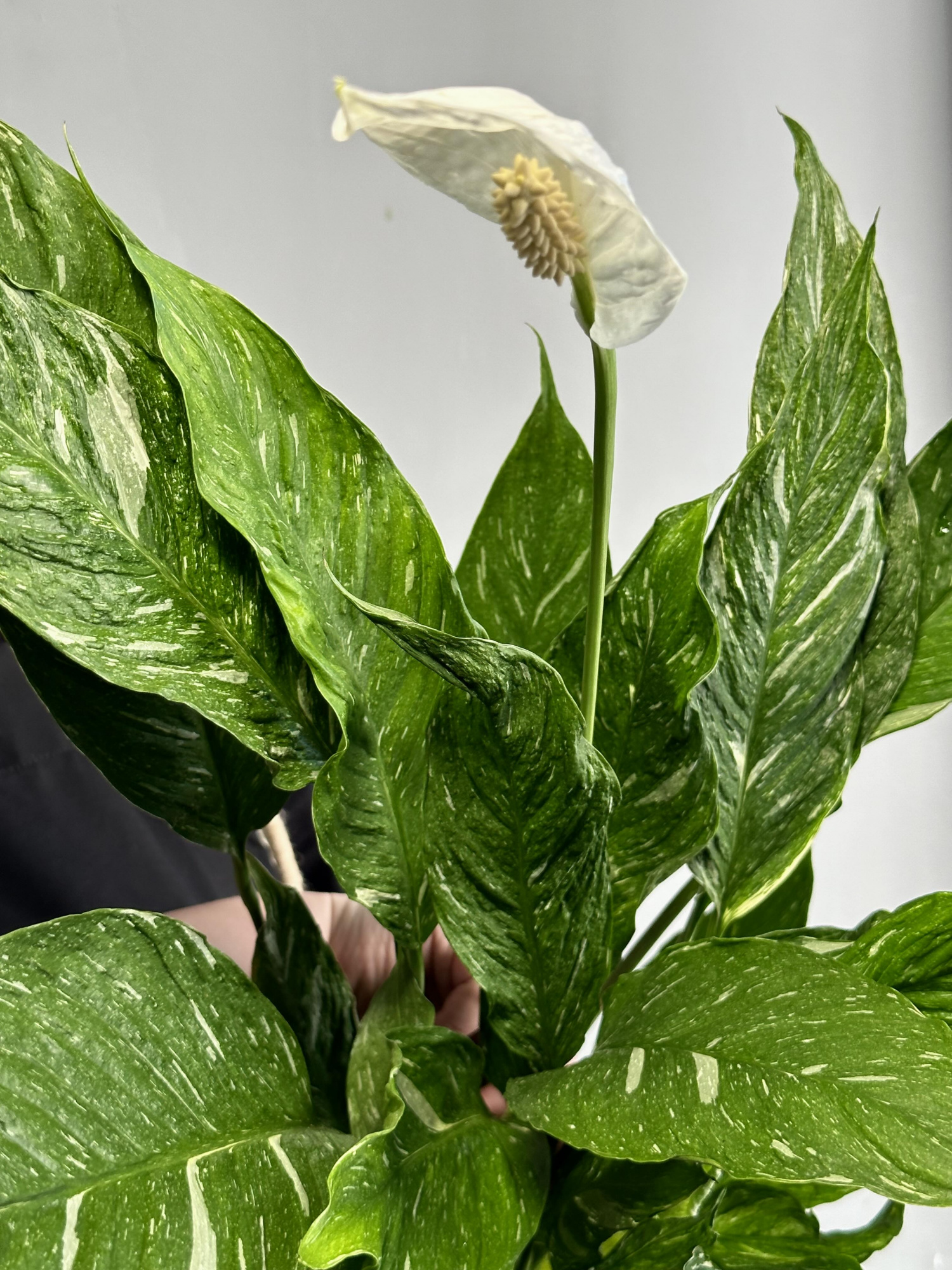 Спатифиллум Вариегатный Даймонд (Spathiphyllum Diamond Variegated) D14см
