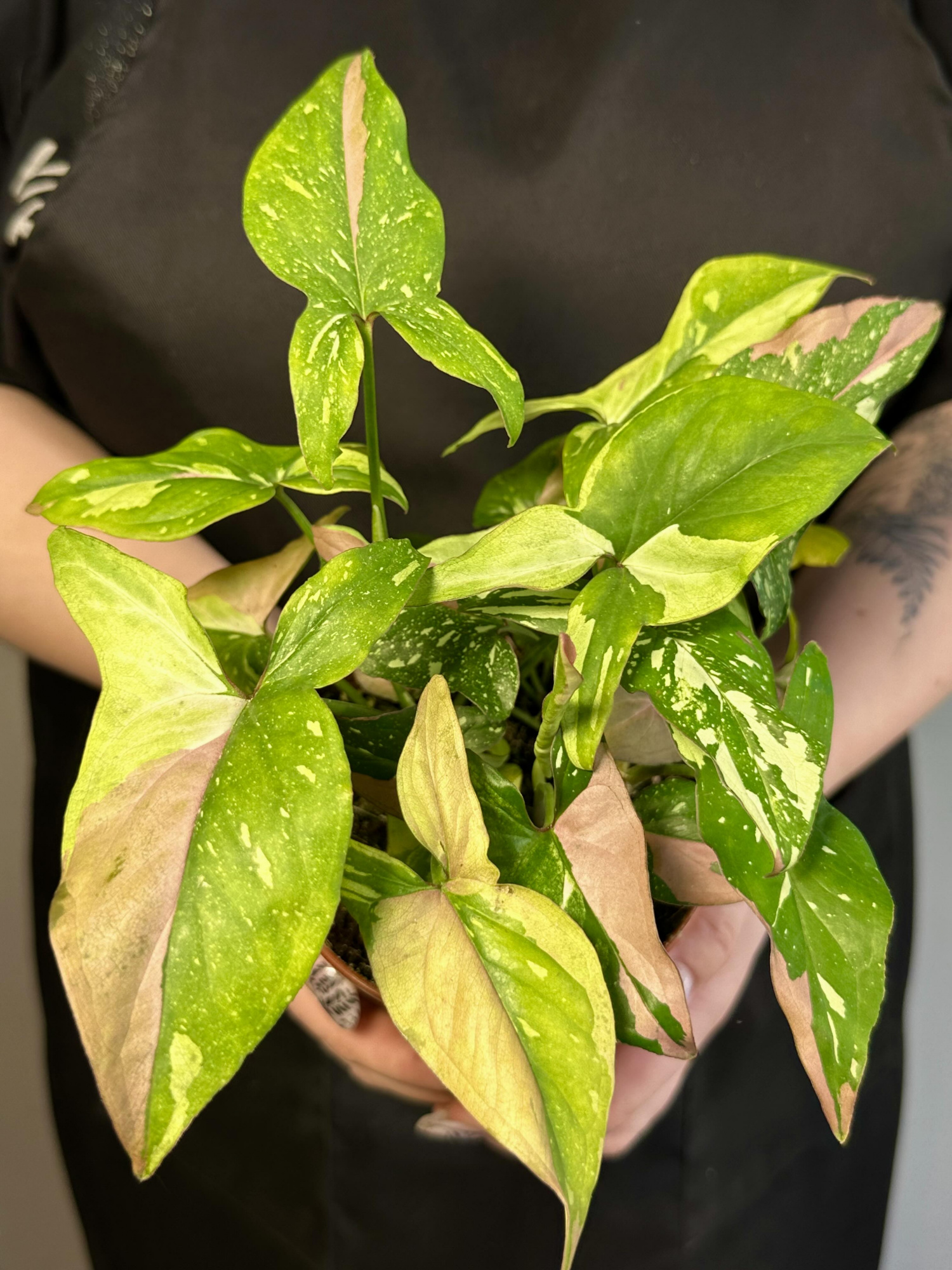 Сингониум Ред Спот Триколор (Syngonium Red Spot Tricolor) D12см