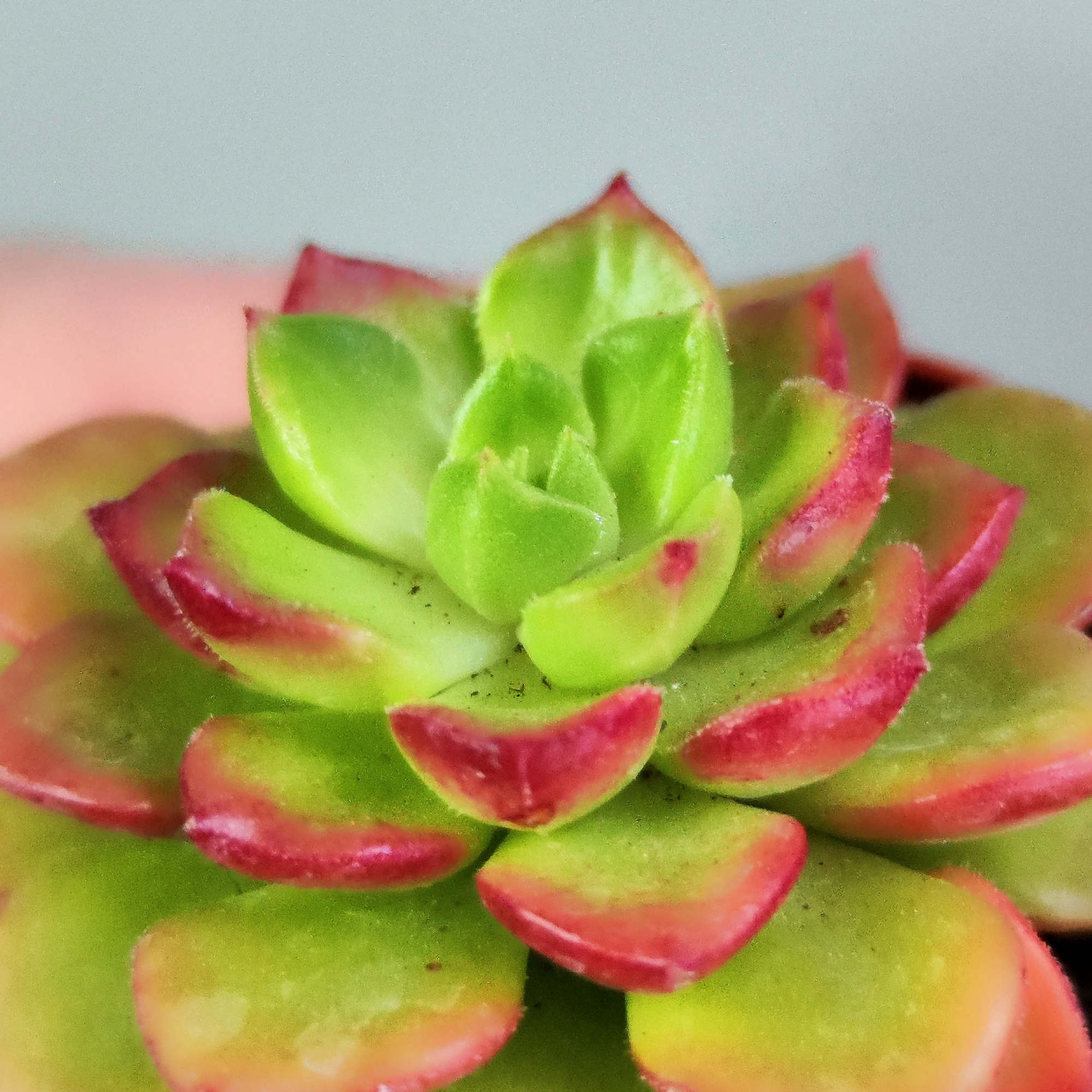 Эхеверия Аффинис Ред (Echeveria Affinis Red) D5см