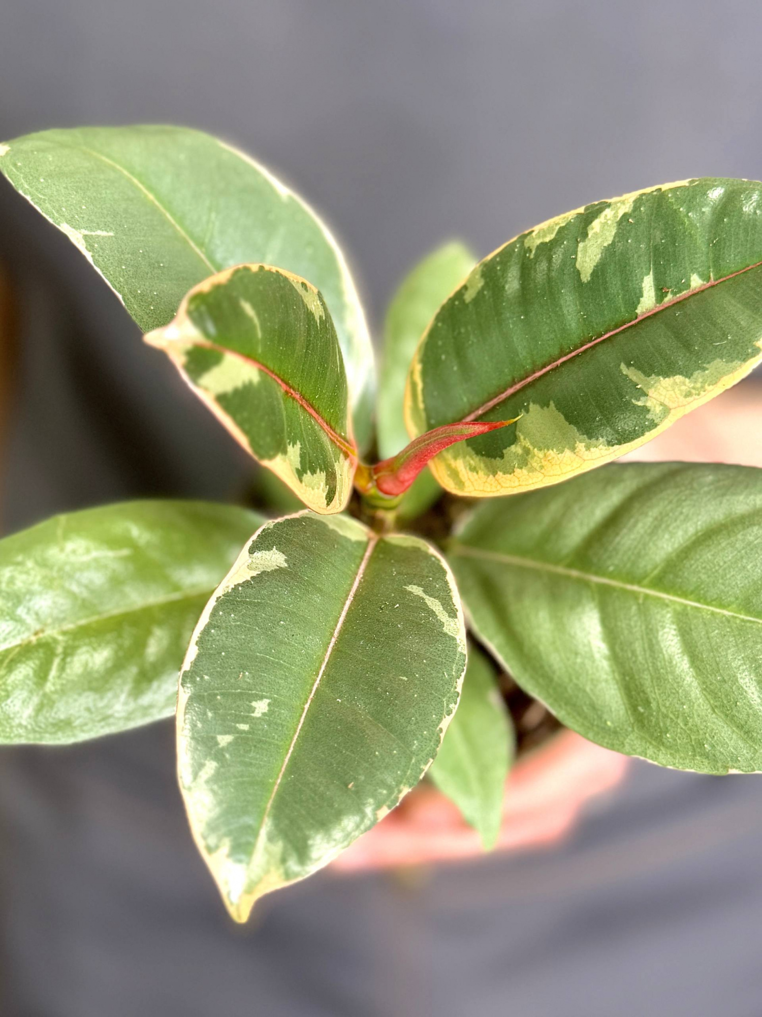 Фикус Эластика Белиз (Ficus Elastica Belize) D9см
