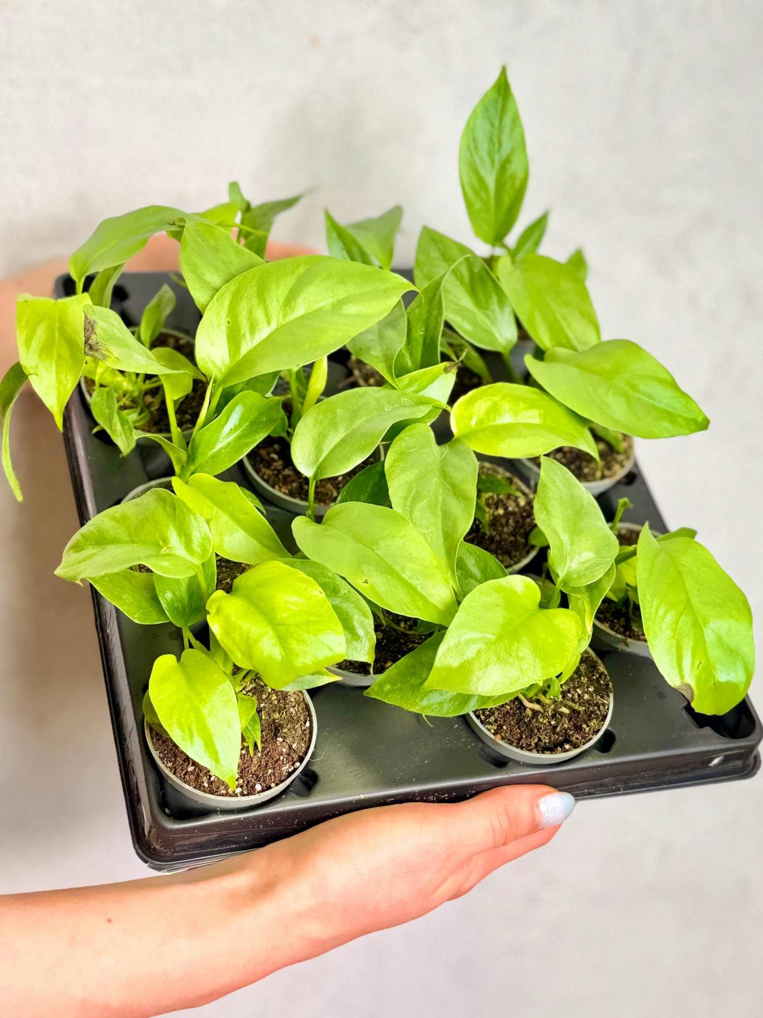 Монстера Минима (Monstera Minima) D6см