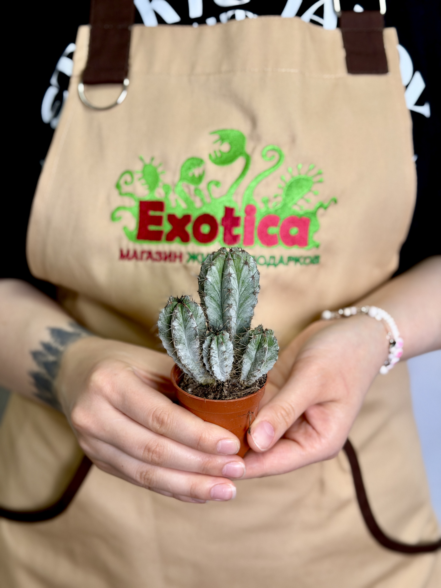 Эуфорбия (Молочай) Хоррида (Euphorbia Horrida) D5см