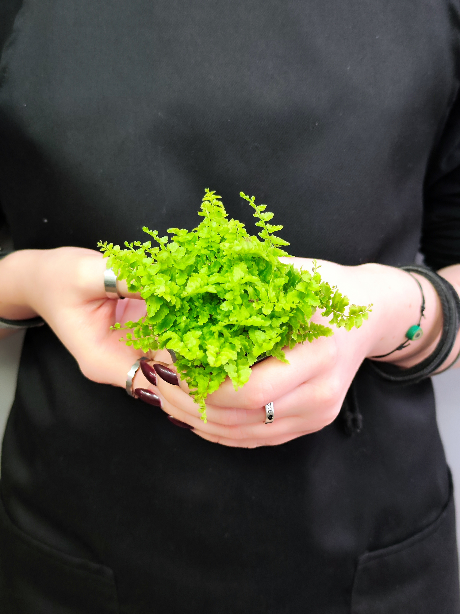 Нефролепис Возвышенный (Nephrolepis Exaltata Fluffy Ruffle) D6см