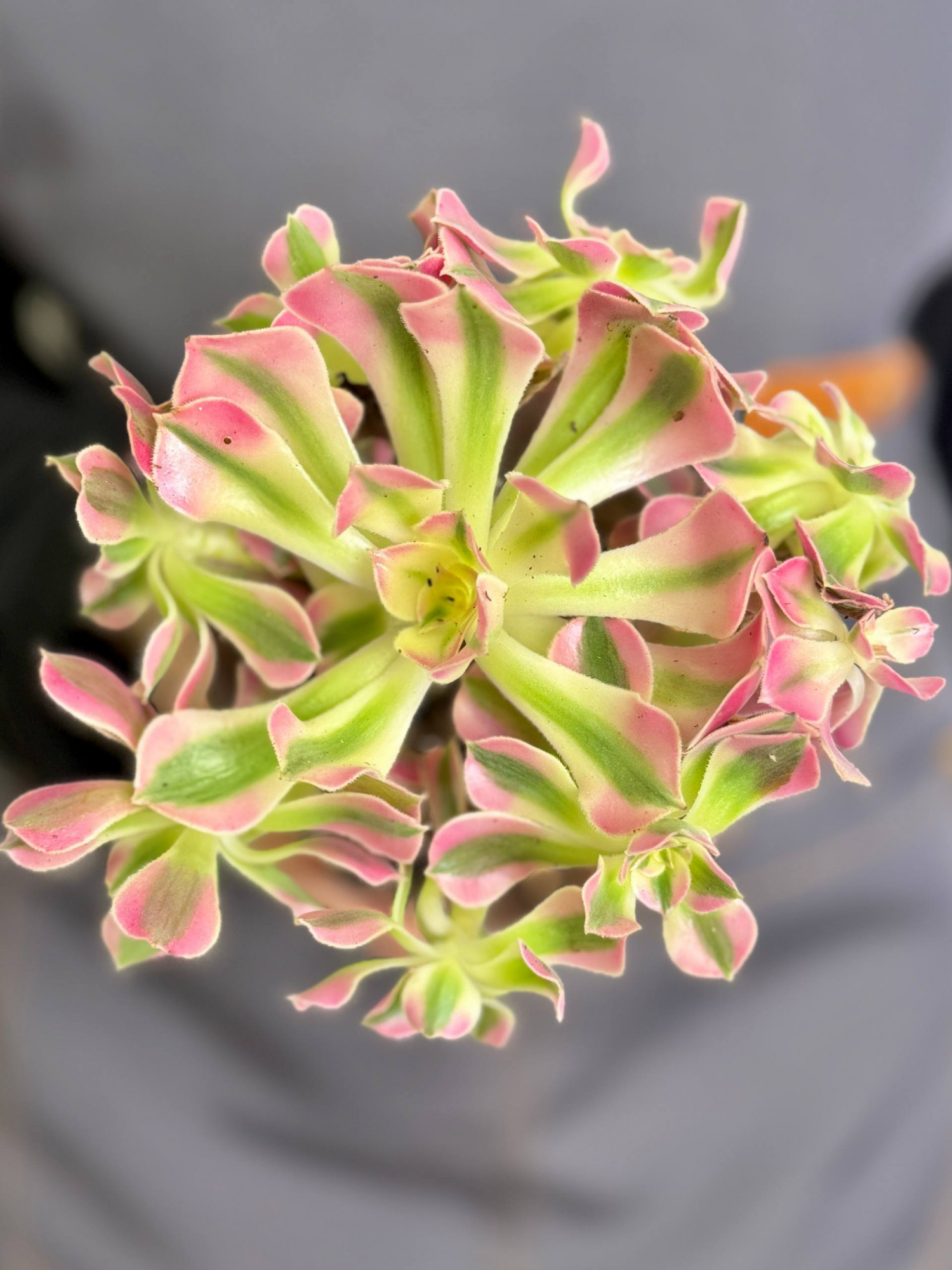 Эониум Пинк Витч (Aeonium Pink Witch) D11см