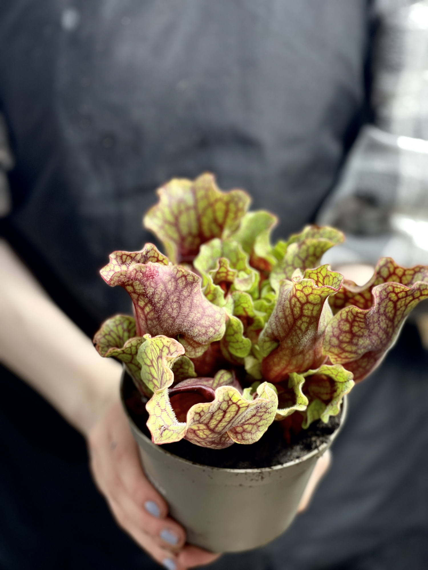 Саррацения Монтана (Sarracenia Montana) D12см