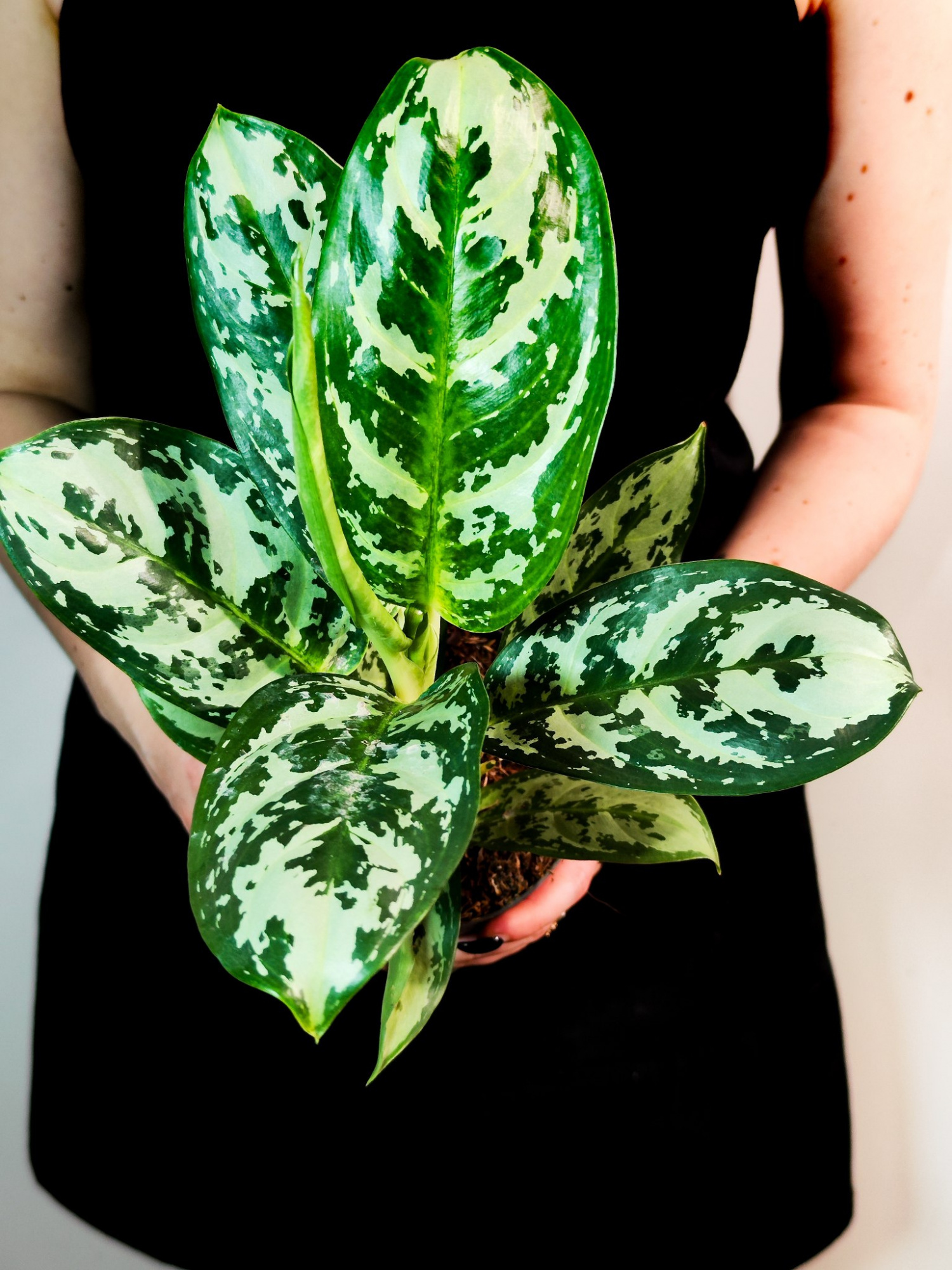 Аглаонема Амазон Сильвер (Aglaonema Amazon Silver) D12см