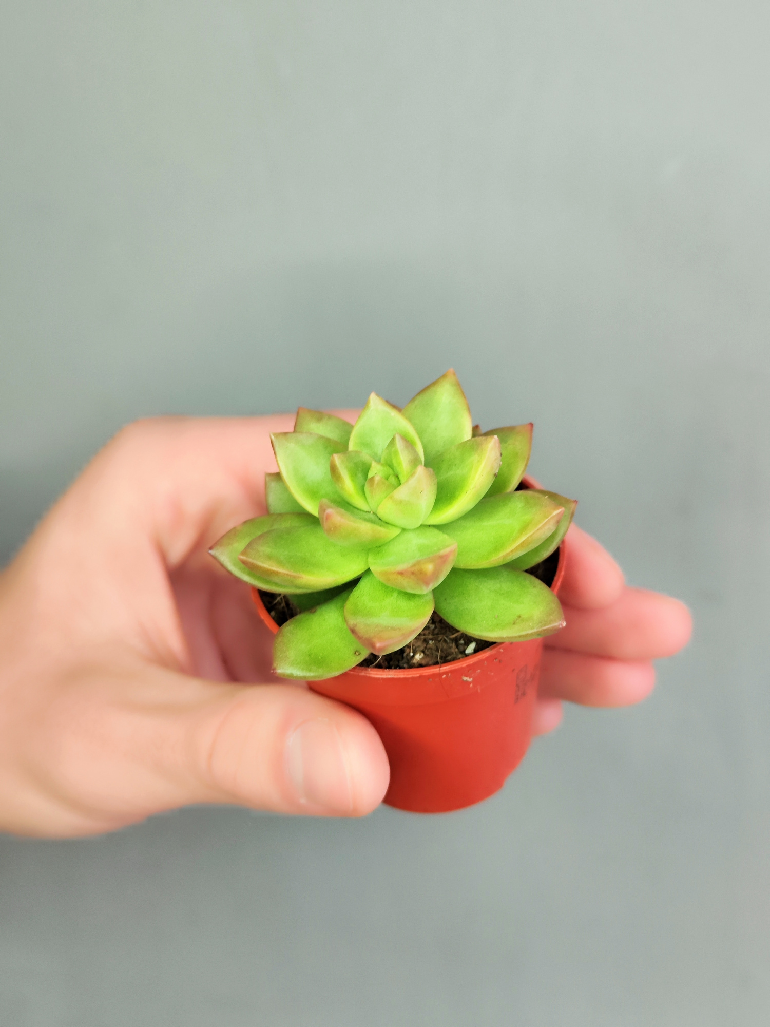 Седум Нуссбаумера Мини (Sedum Nussbaumeriana) D5см