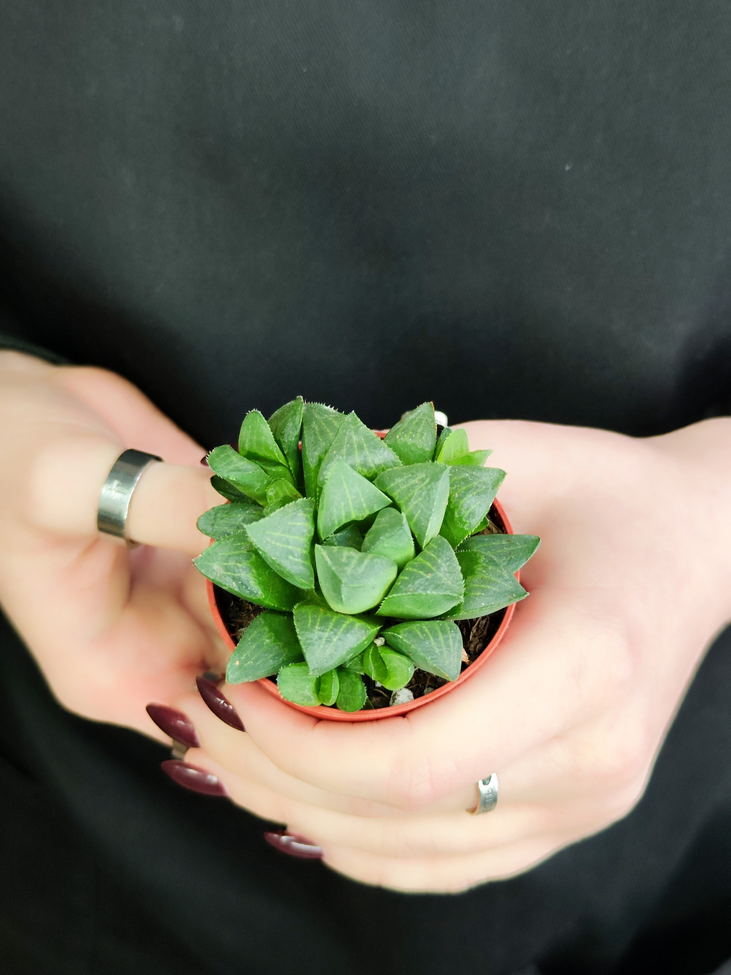 Хавортия Ретуза (Haworthia Retusa) D5см