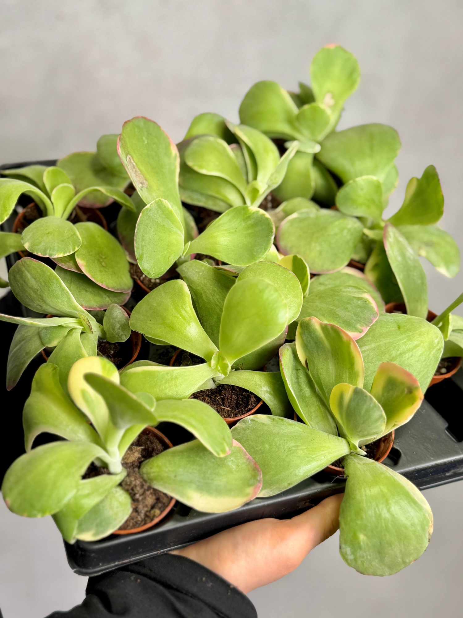 Каланхоэ Тирсифлора Вариегата (Kalanchoe Thyrsiflora Variegata) D5см