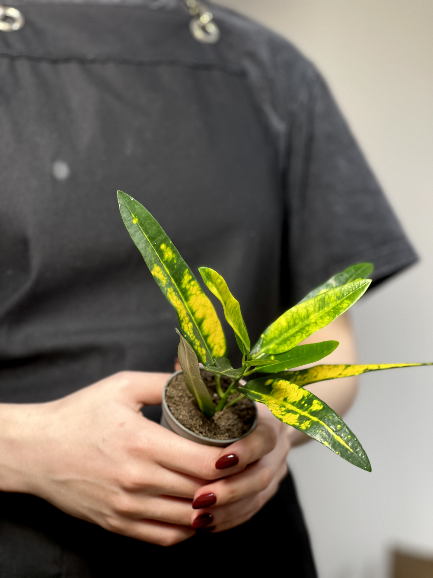 Кодиеум (Кротон) Санни Стар (Codiaeum Variegatum Sunny Star) D6см