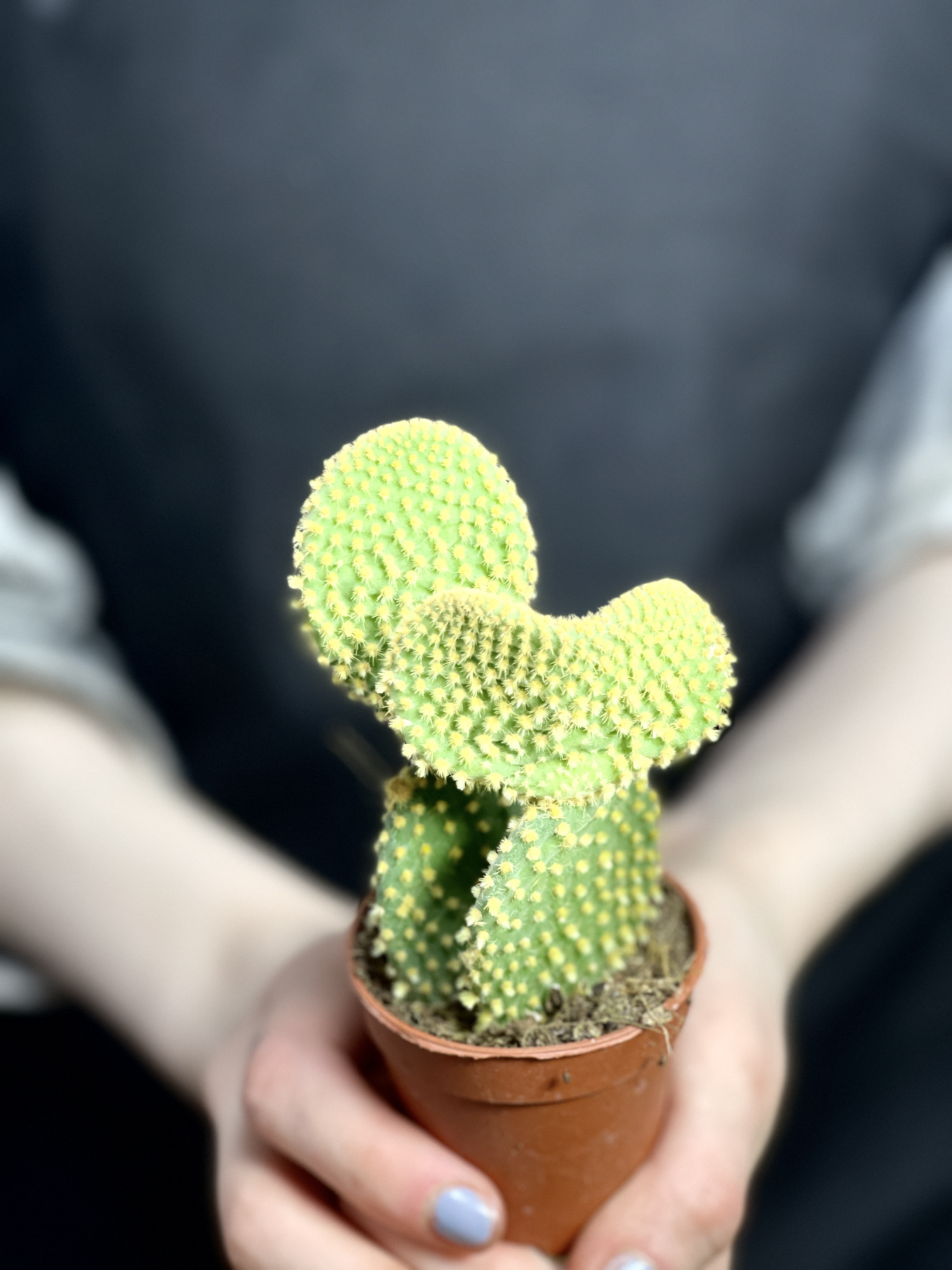 Опунция Микродазис Йеллоу Дабл (Opuntia Microdasys Yellow Double) D5см