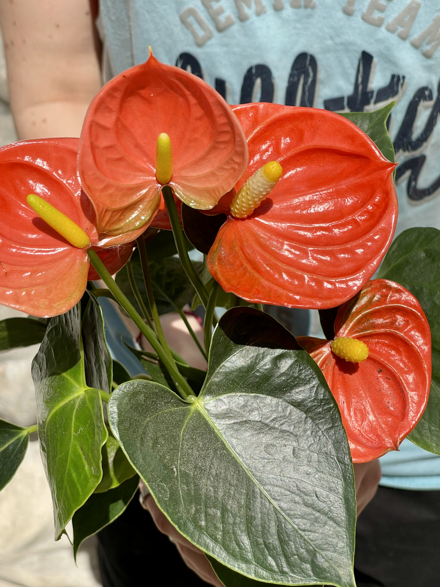 Антуриум Андре Оранжевый (Anthurium Аndraeanum Orange) D9см