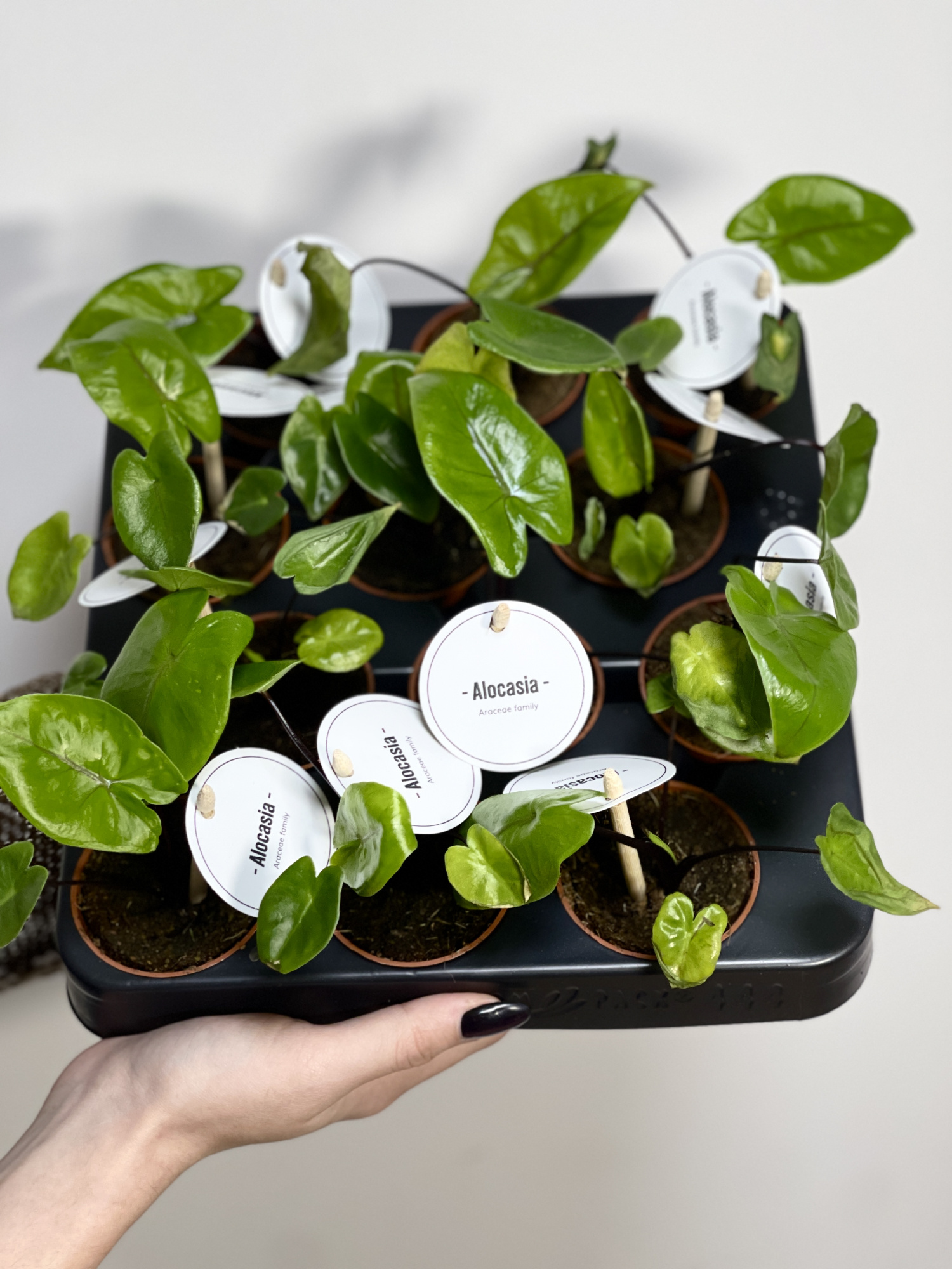 Алоказия Блэк Стэм (Alocasia Black Stem) D6см
