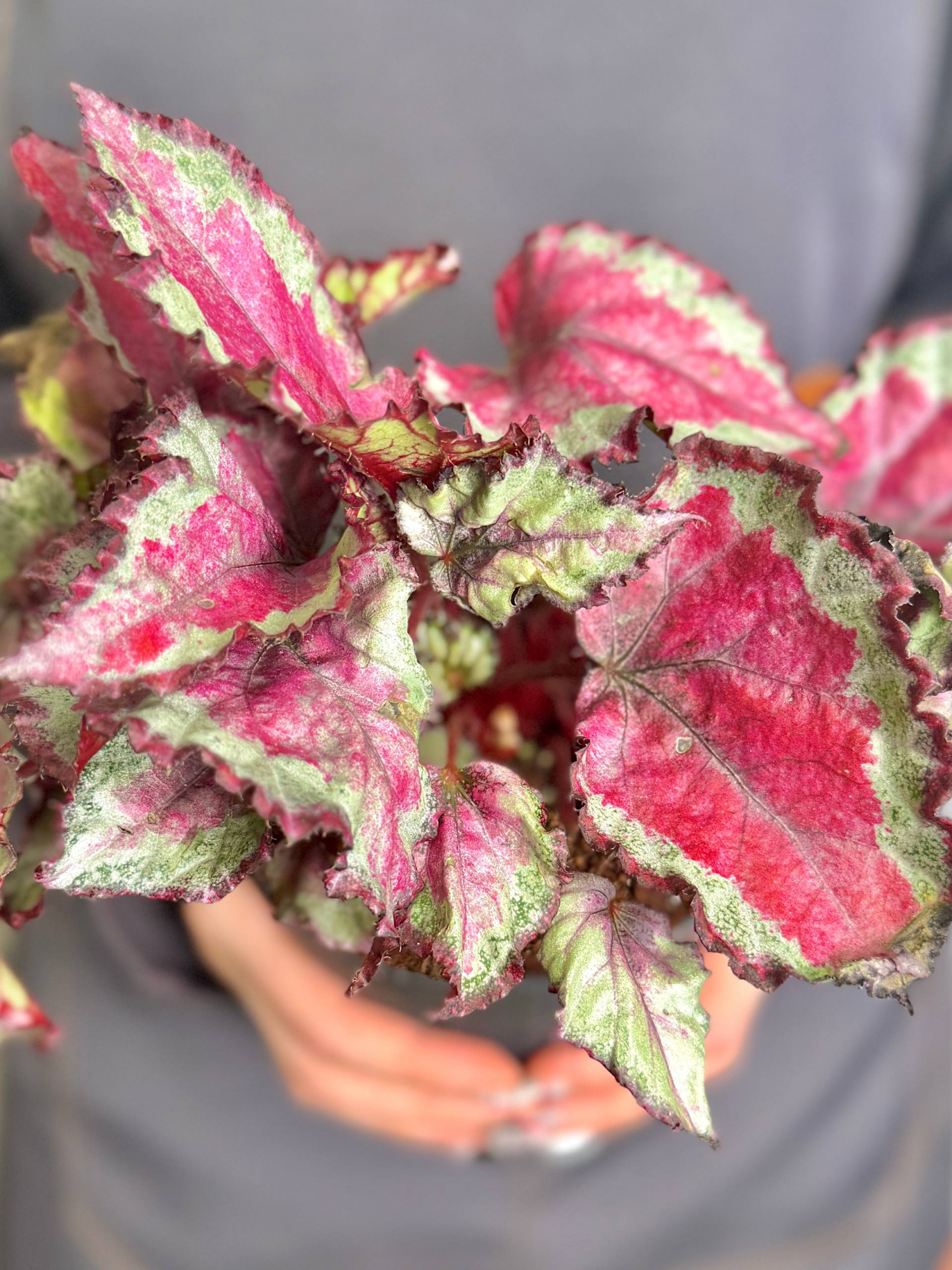 Бегония Рекс Спитфайр (Begonia Rex Spitfire) D12см