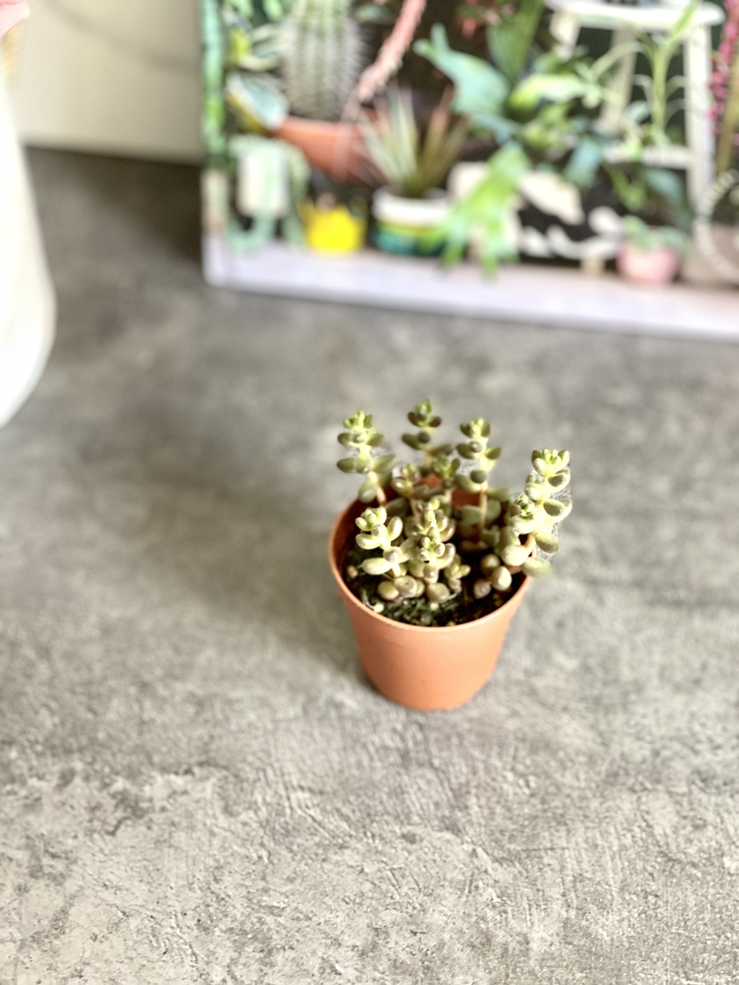 Седум Сталя  (Sedum Stahlii) D5cм