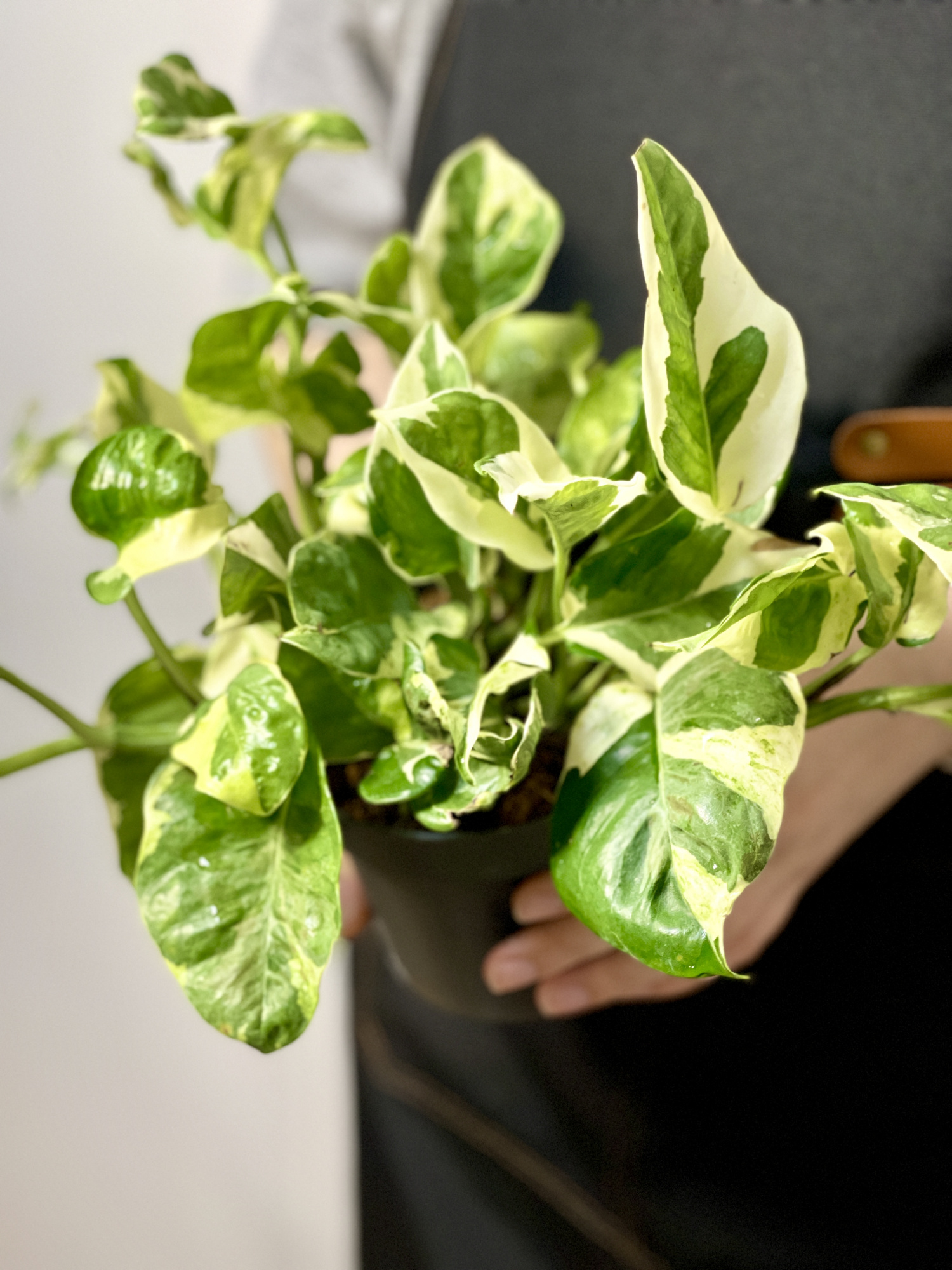Эпипремнум Энджой (Epipremnum Njoy) D12см