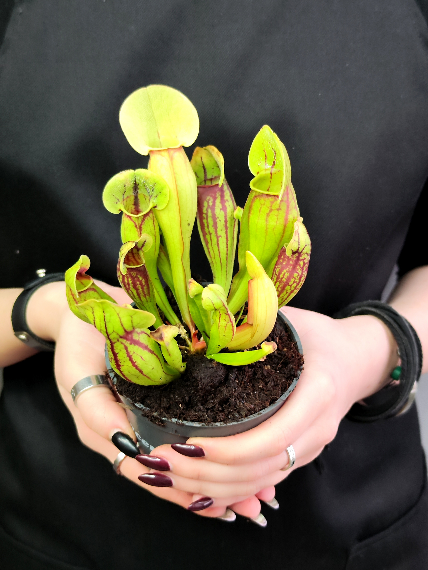 Саррацения Дракула (Sarracenia Dracula) D9см
