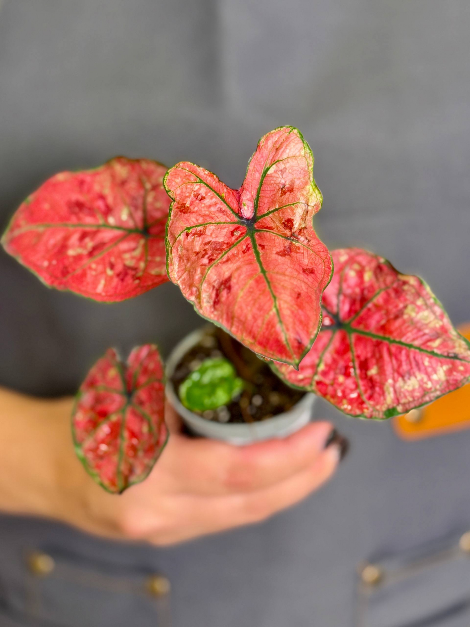 Каладиум Хейди (Caladium Heidi) D6см