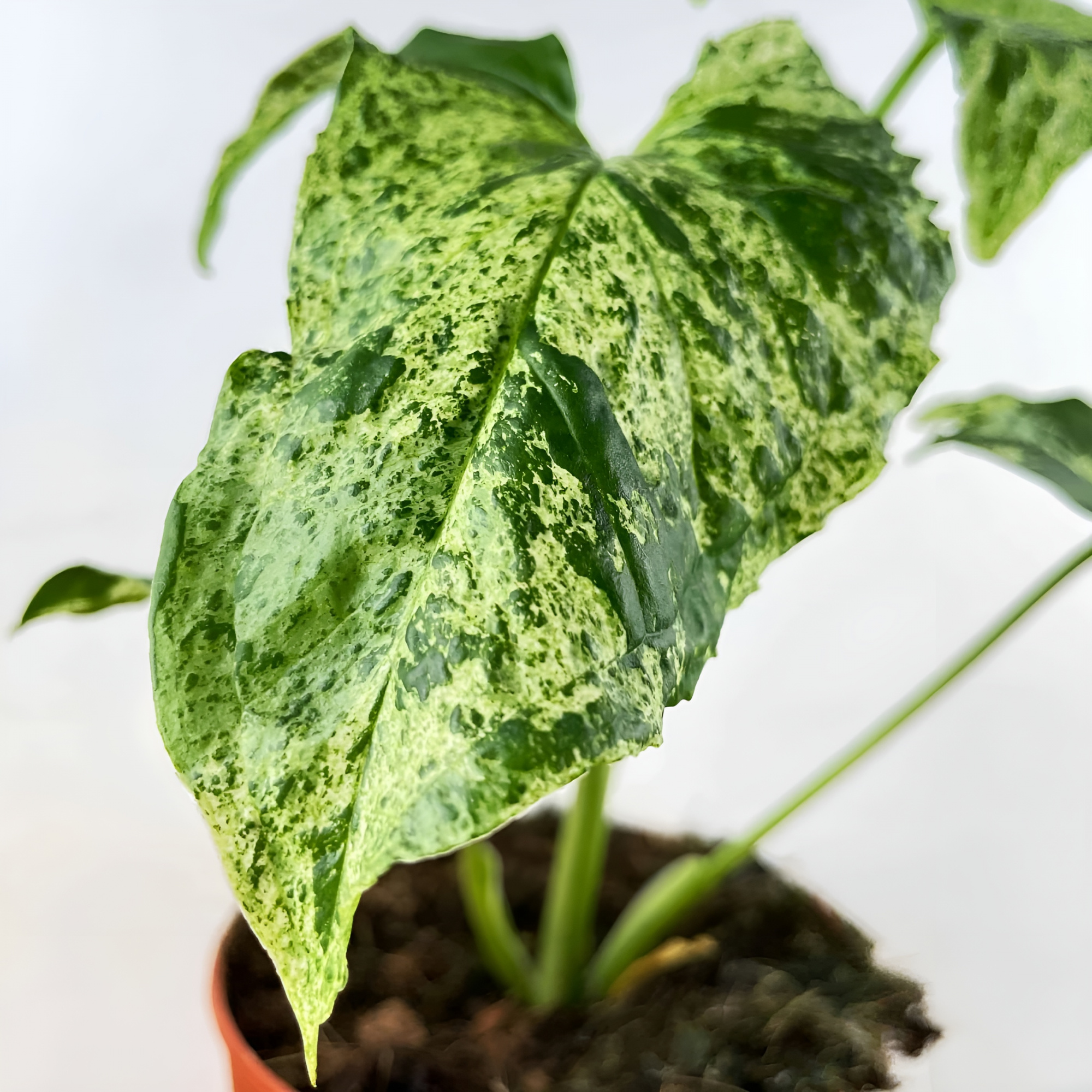 Сингониум Моттлед (Syngonium Mottled) D12см