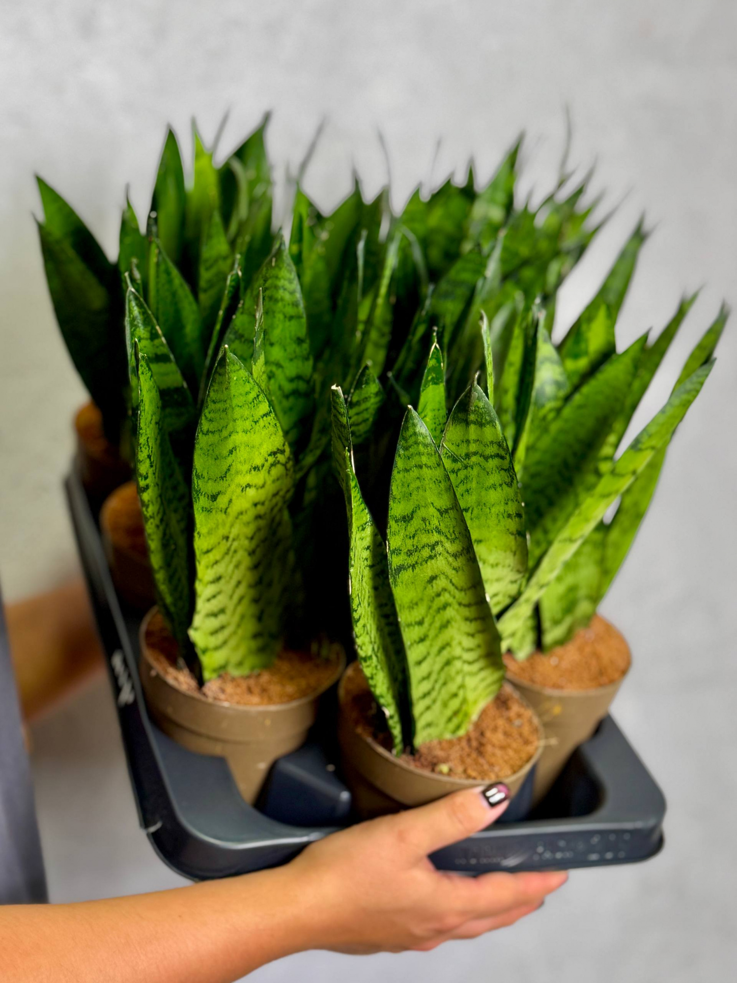 Сансевиерия Зейланика Фан (Sansevieria Zeylanica Fan) D12см