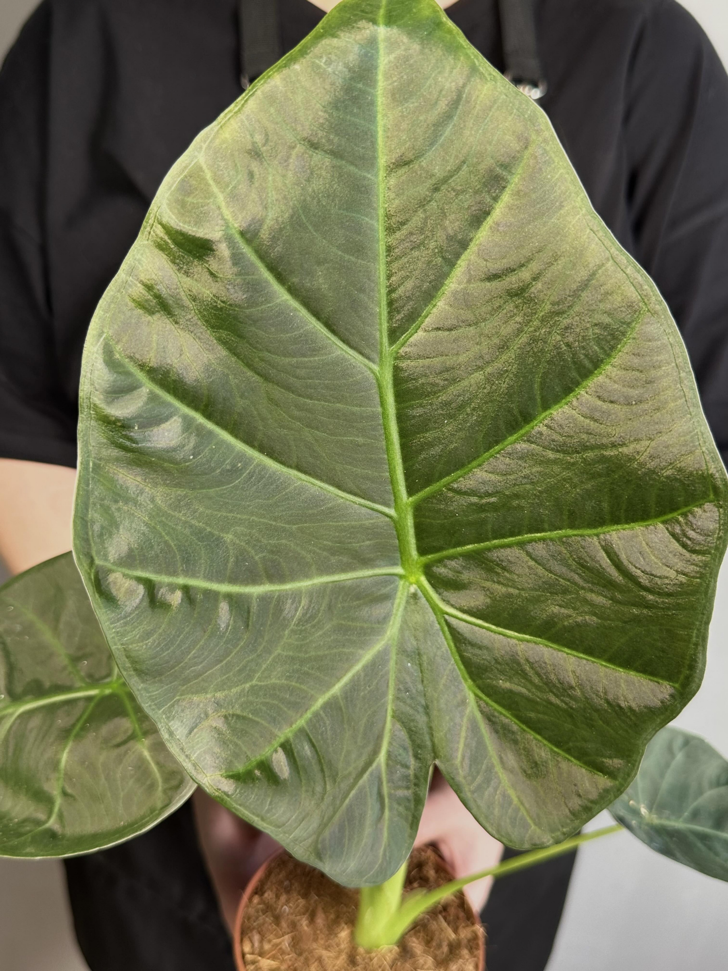 Алоказия Регал Шилдс (Alocasia ‘Regal Shields) D12см