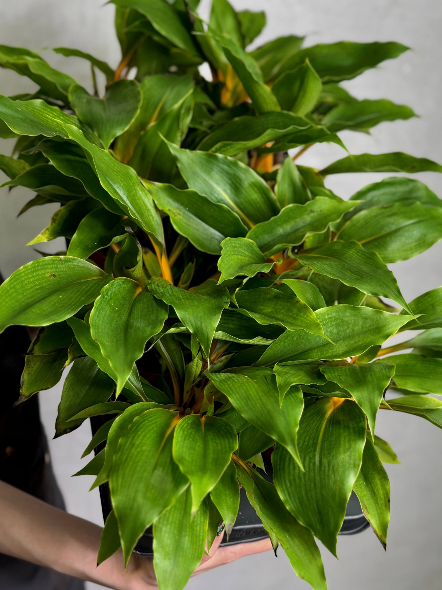 Хлорофитум Грин Оранж (Chlorophytum Green Orange) D12см