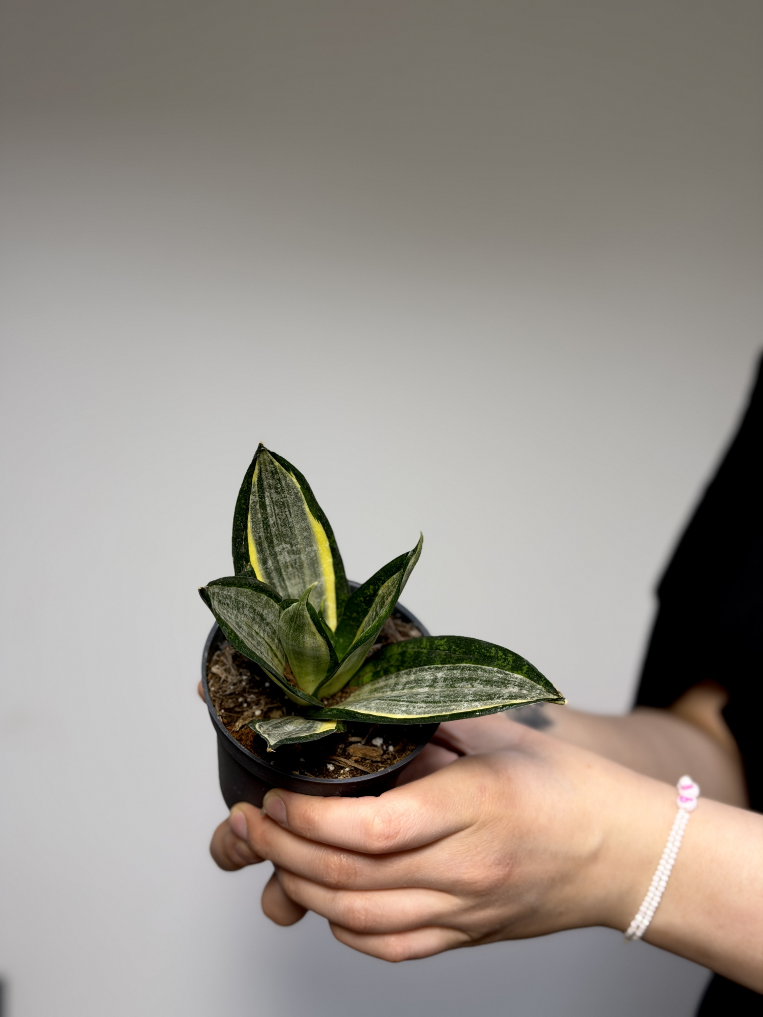 Сансевиерия Ханни Сильвер Зебра (Sansevieria Hahnii Silver Zebra) D9см