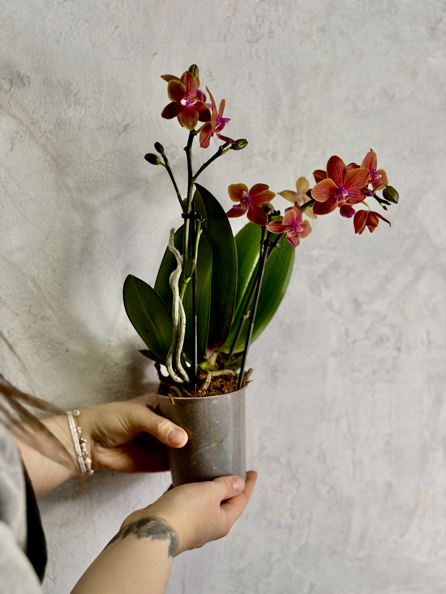 Фаленопсис Дасти Белл (Phalaenopsis Dusty Belle) D9см
