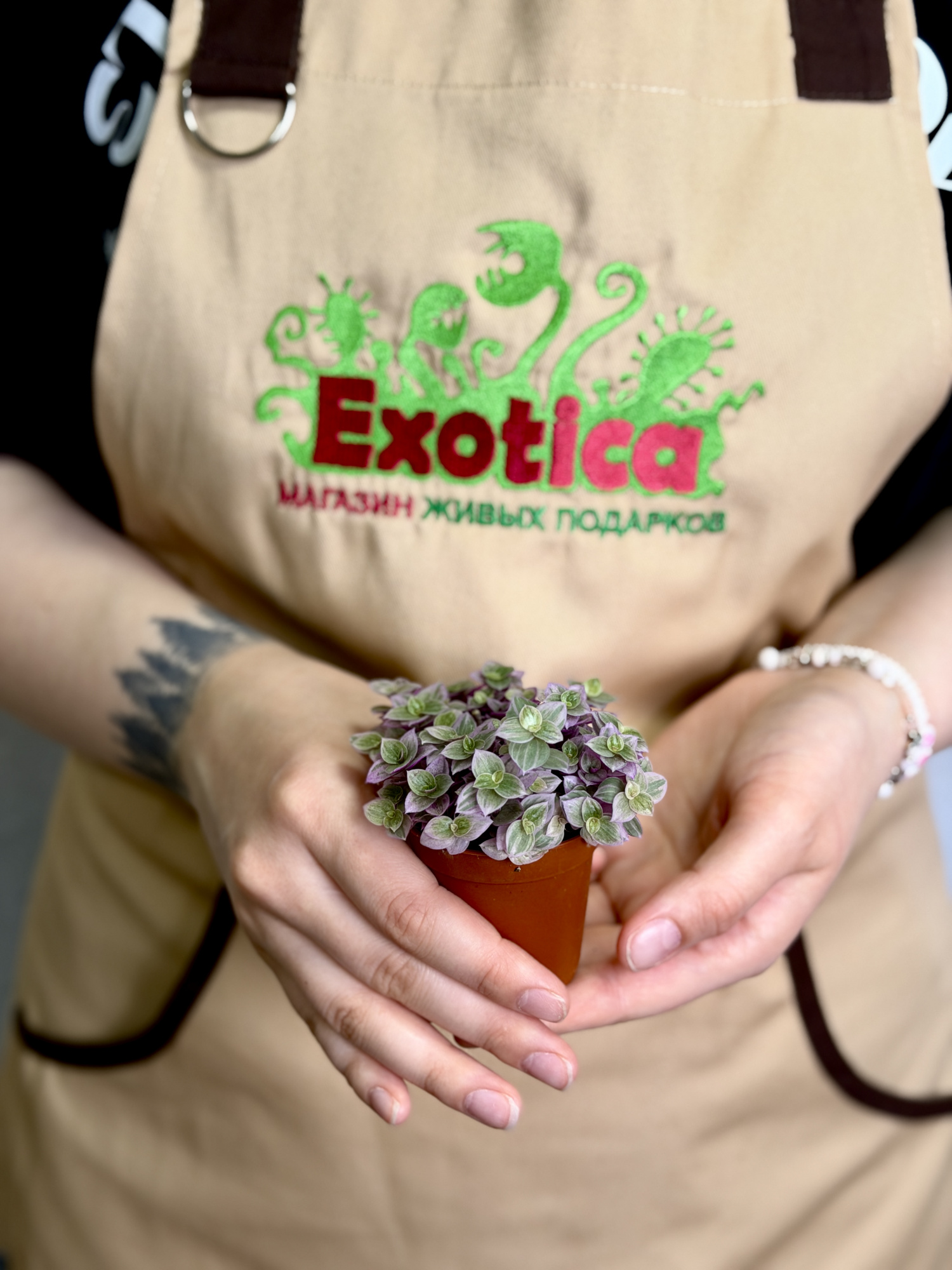 Каллизия Ползучая Пинк Пантер (Callisia Repens Pink Panther) D5см