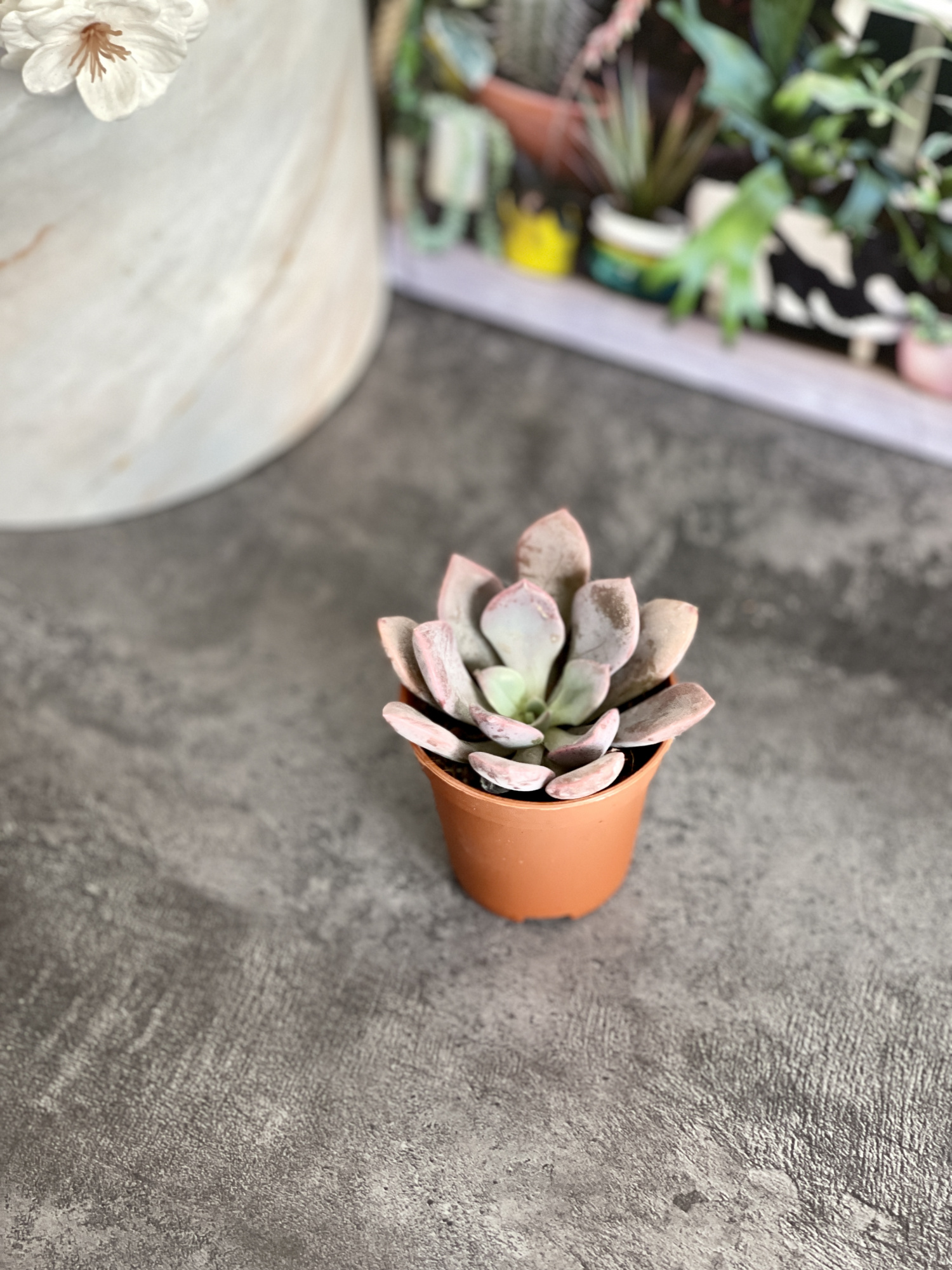 Эхеверия Металлика (Echeveria Metallica) D5см