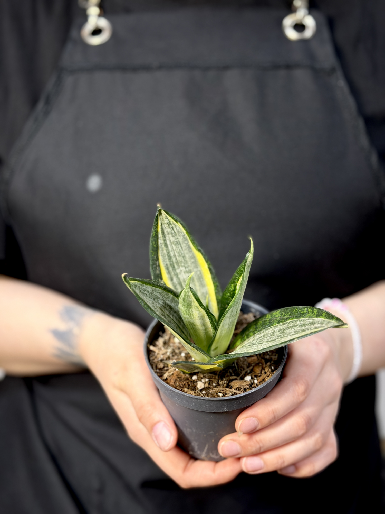 Сансевиерия Ханни Сильвер Зебра (Sansevieria Hahnii Silver Zebra) D9см