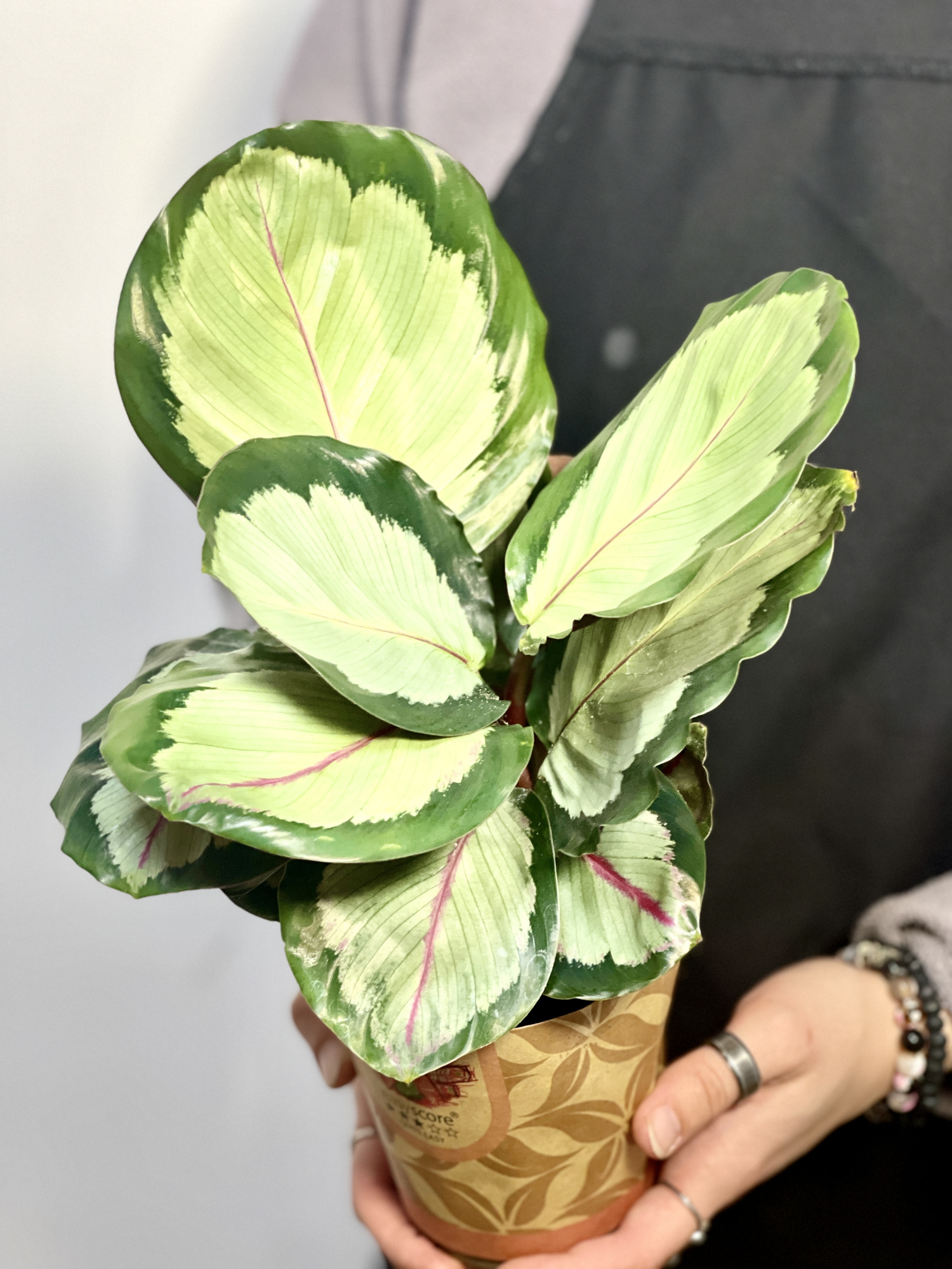Калатея Корона (Calathea Corona) D12см