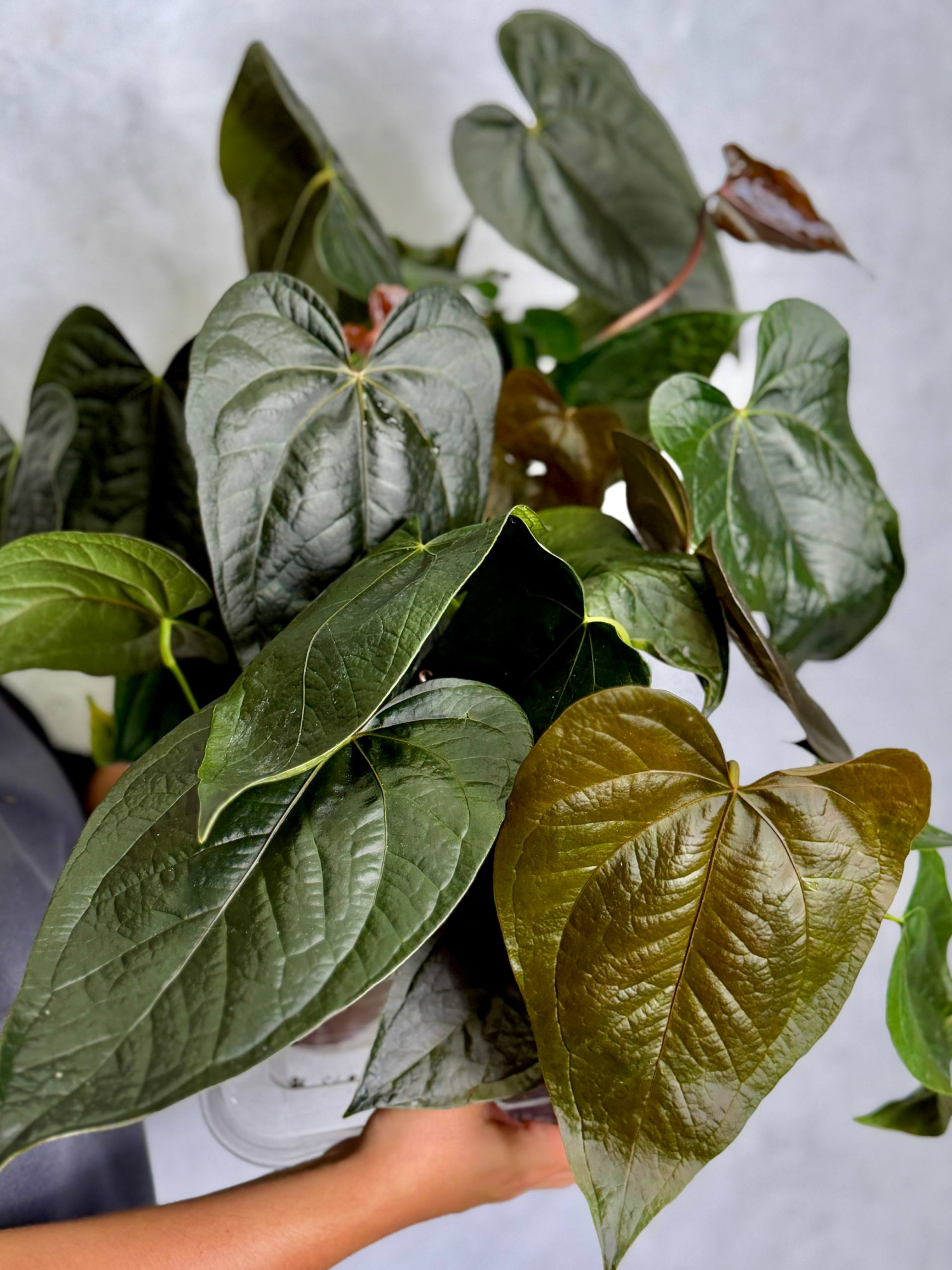 Антуриум Квин оф Хертс (Anthurium Queen Of Heart) D12см