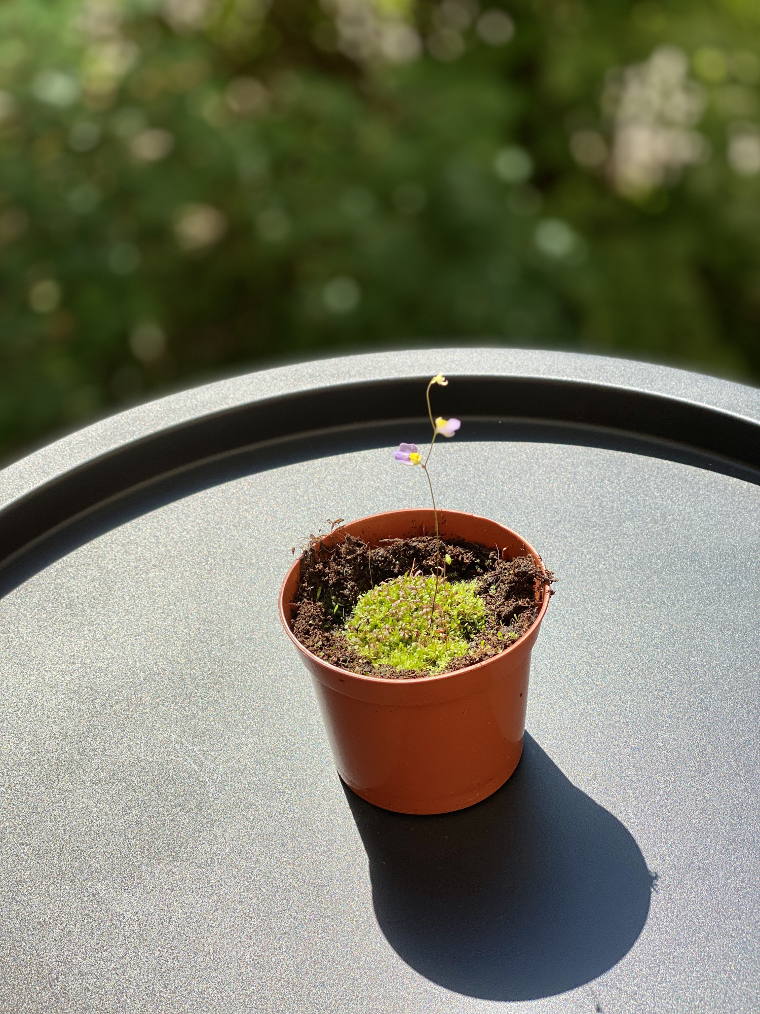 Пузырчатка двухчешуйная (Utricularia bisquamata) D9см